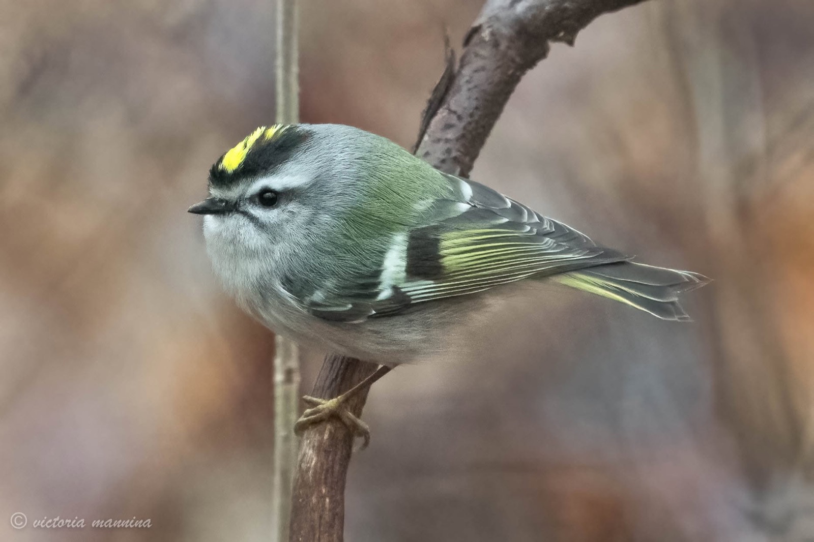 Golden-crowned kinglet perched on a bare twig