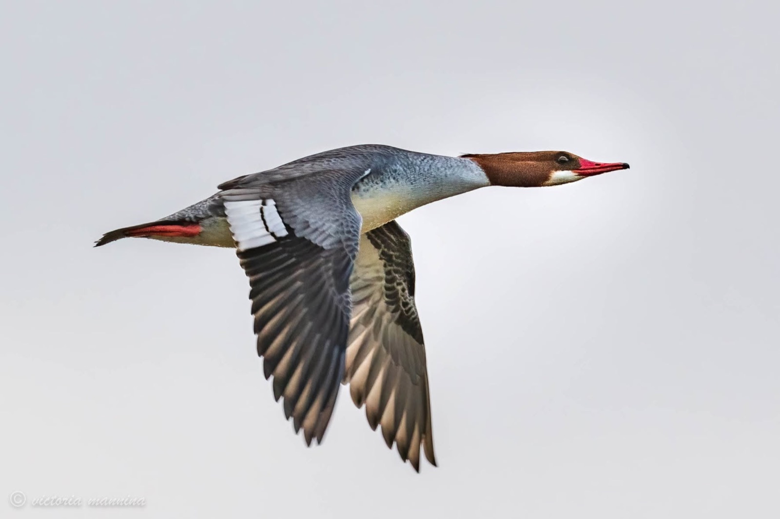 Female common merganser flying, wings spread wide