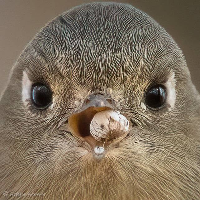 Extreme close-up of a songbird's face holding a seed