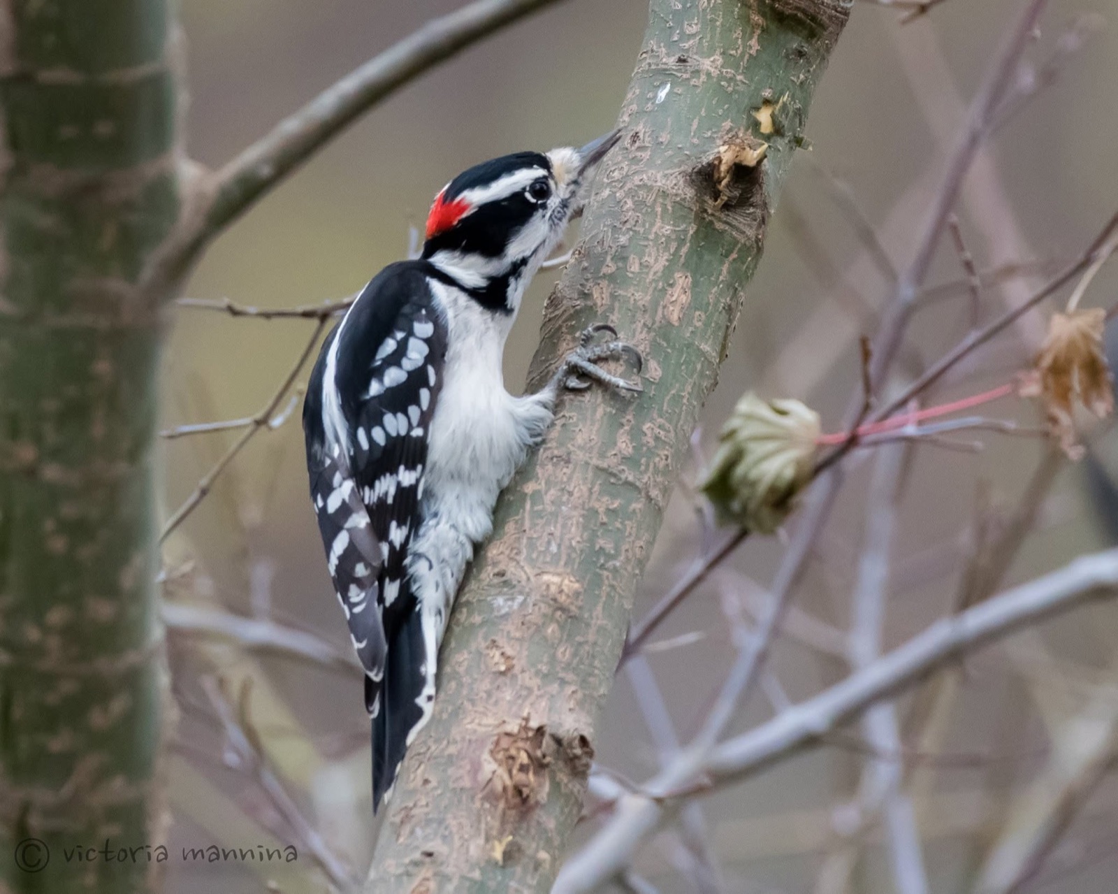 Downy woodpecker clinging to a tree trunk, pecking bark