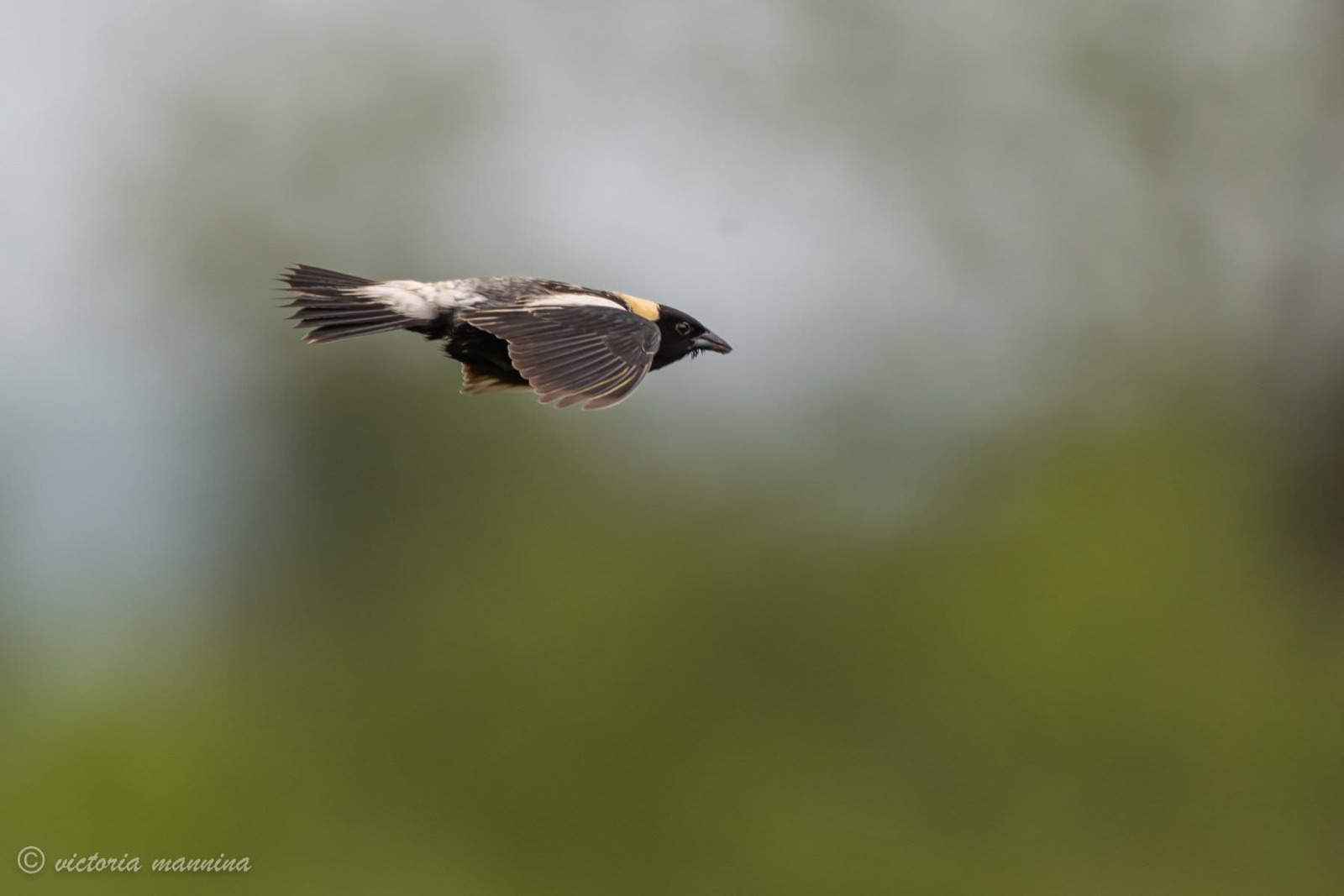 small bobolink bird flying against blurred green backdrop