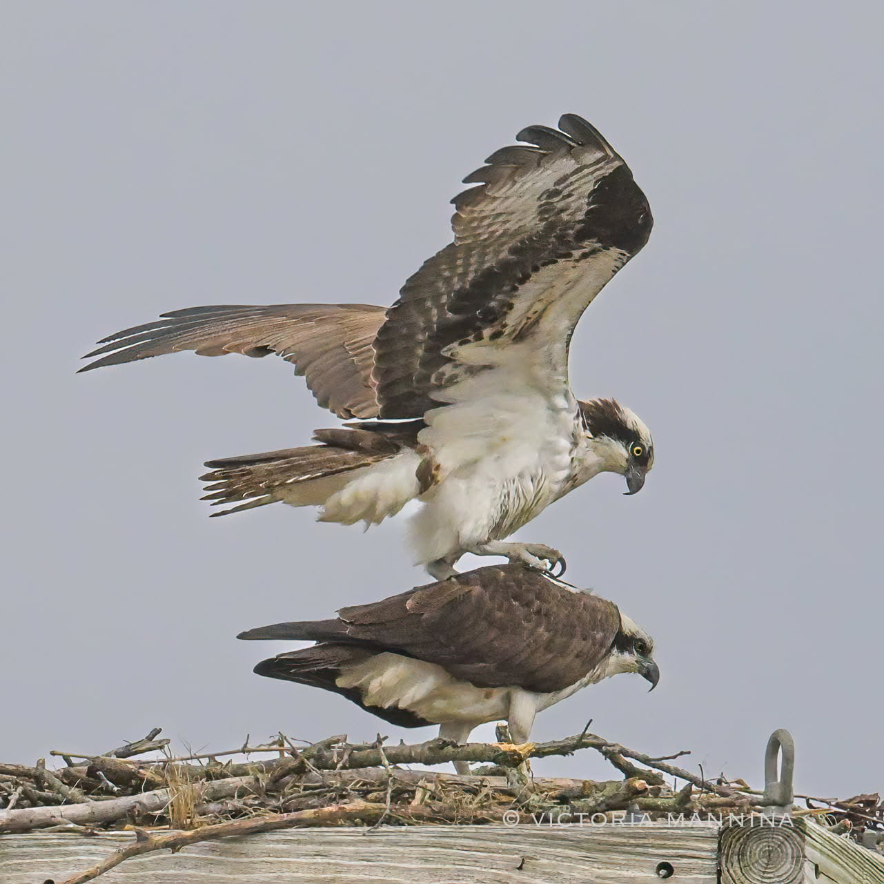 osprey landing on the back of its mate