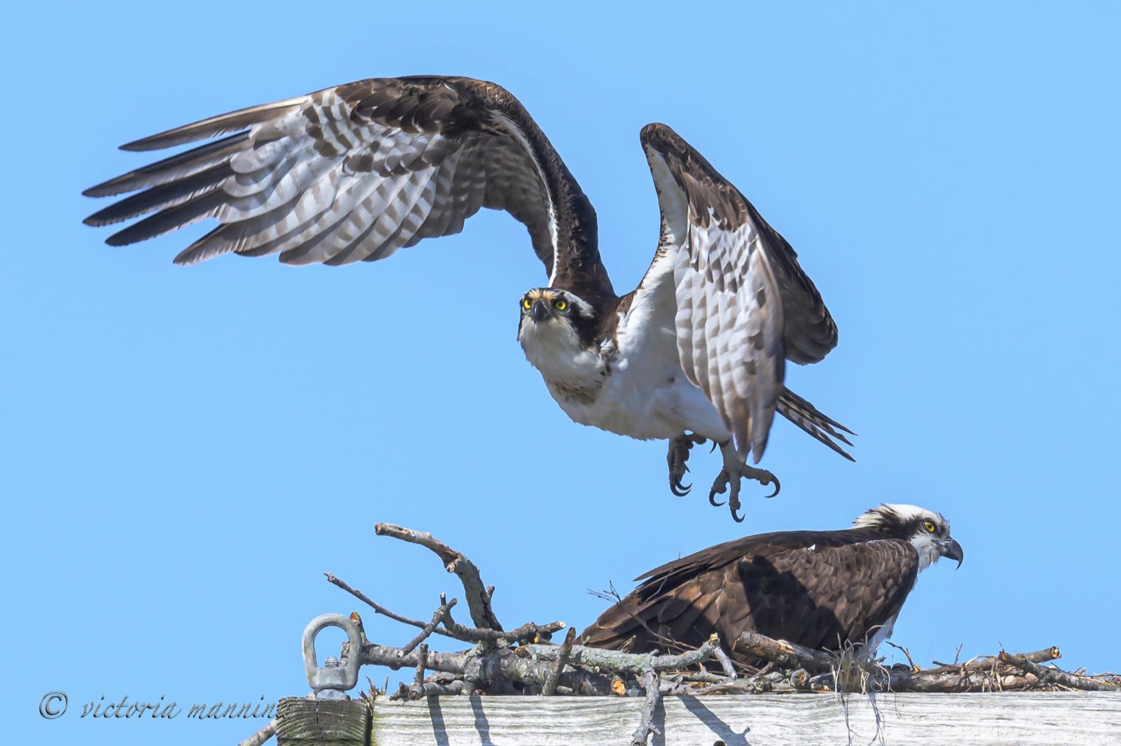 osprey landing on nest beside its mate