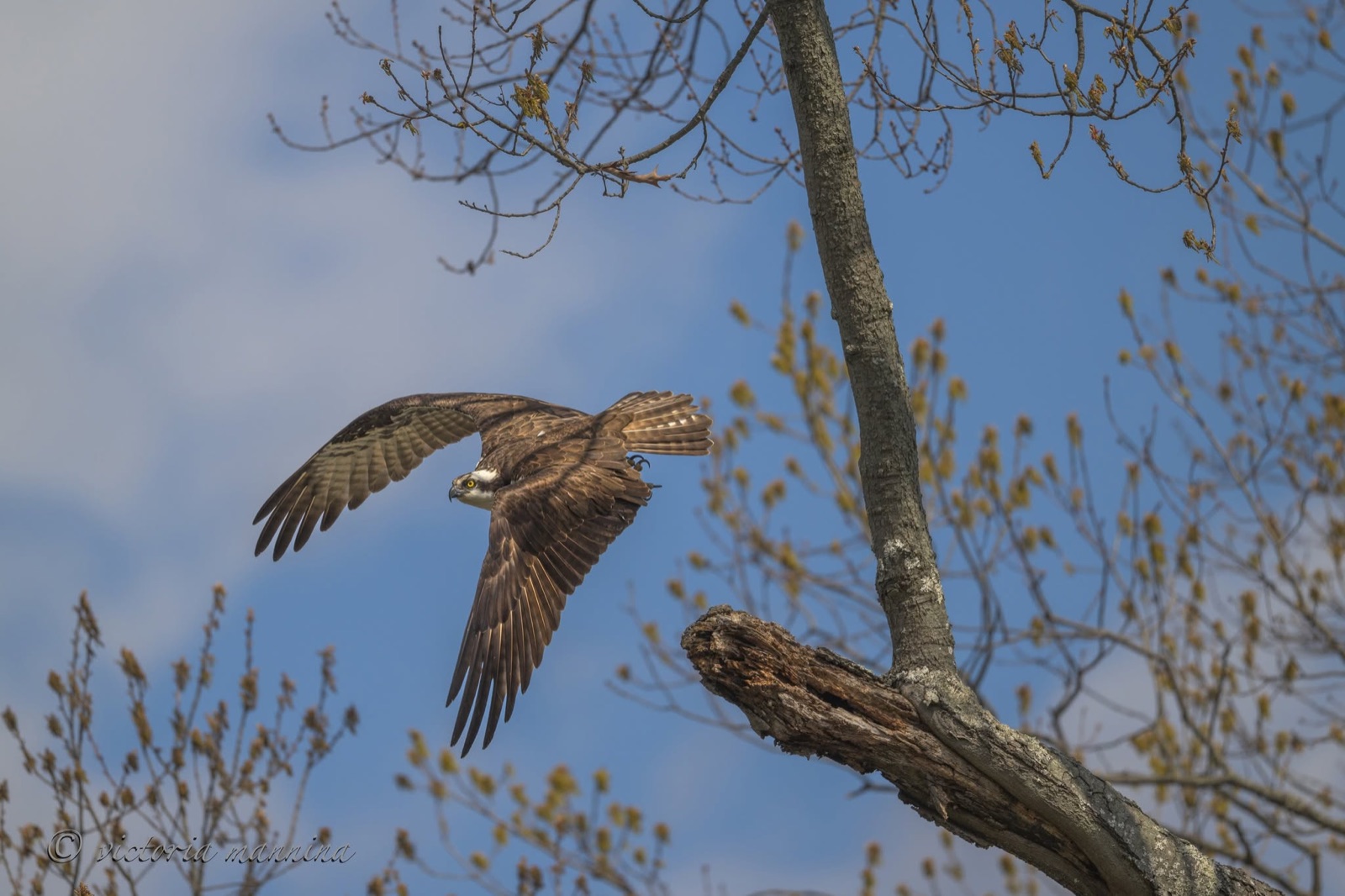 osprey flying past a budding spring tree
