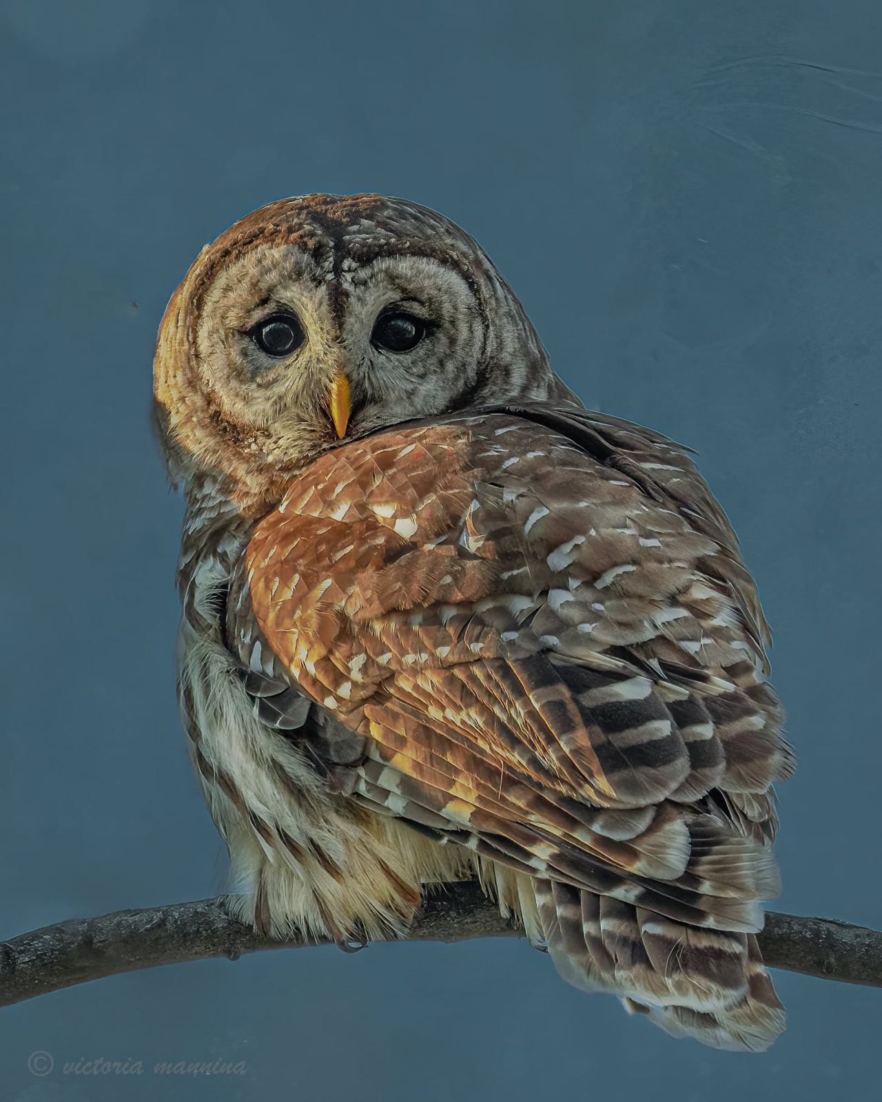 Barred owl perched on branch, close portrait