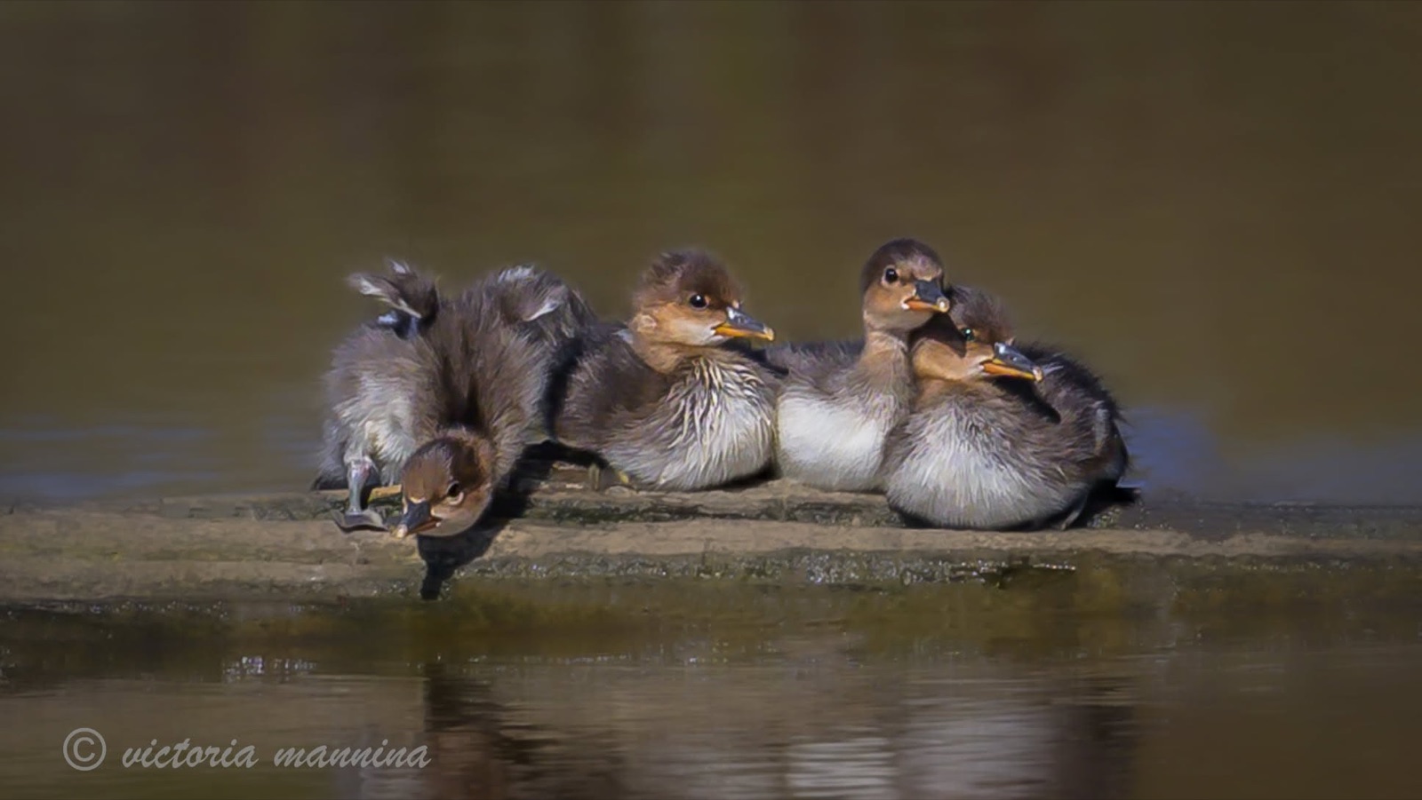 Four merganser ducklings resting on a log over water