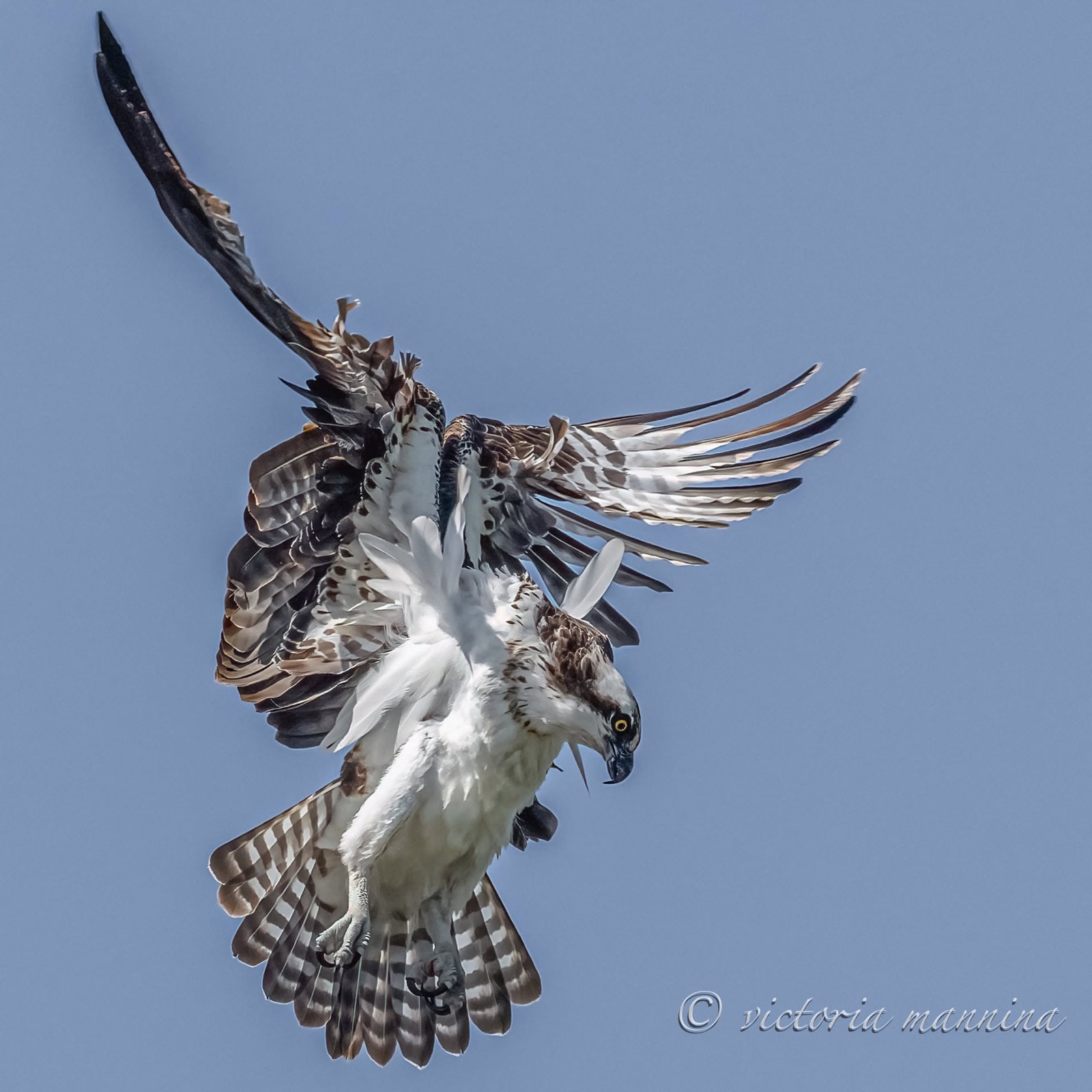 Osprey banking in flight, wings raised, talons out