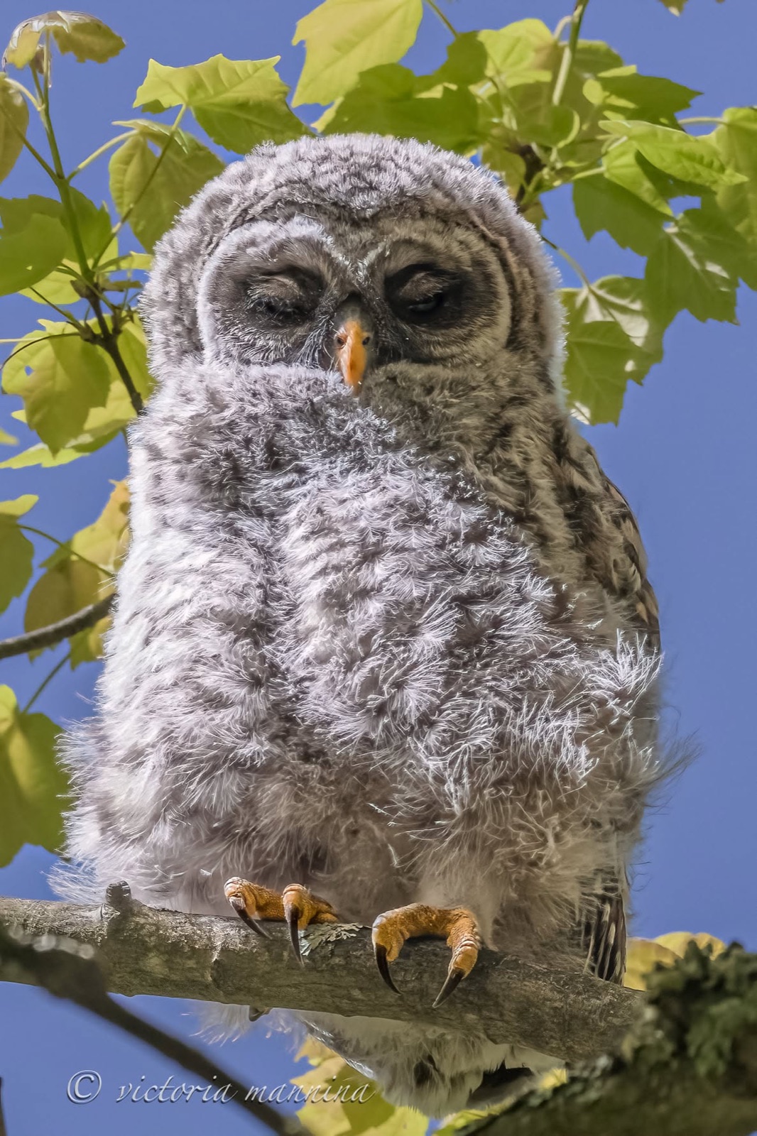 Downy barred owl chick perched on branch, eyes closed