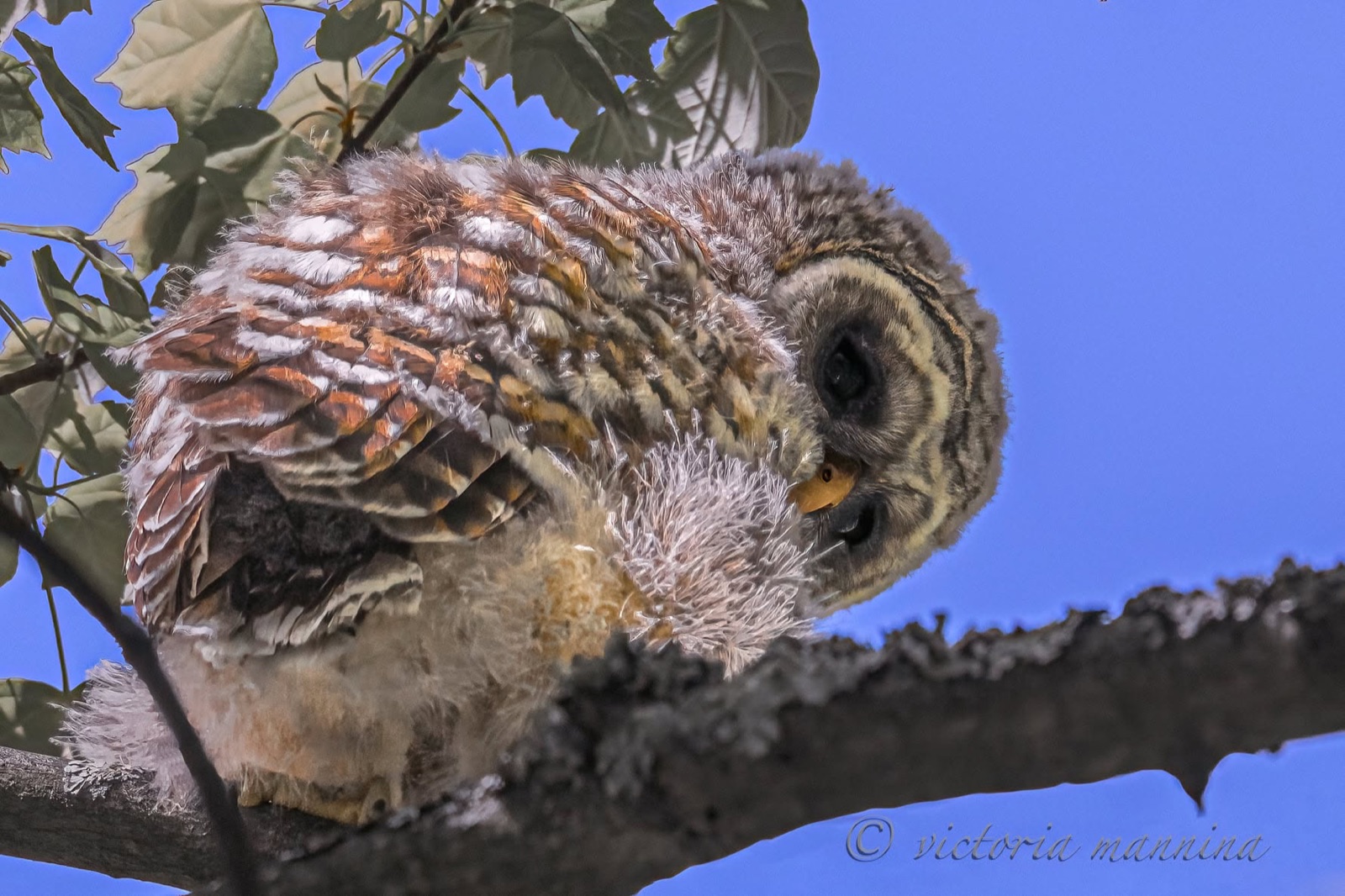 Fluffy young owl tilting head down on branch