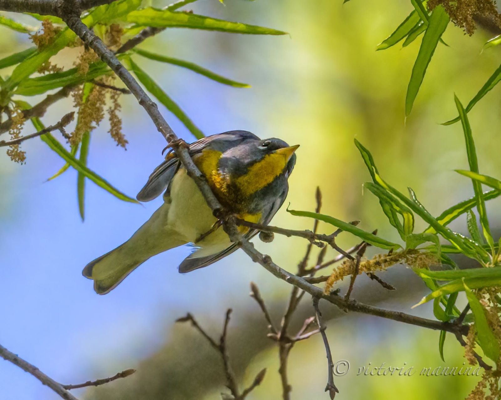small gray and yellow songbird clinging to a thin branch