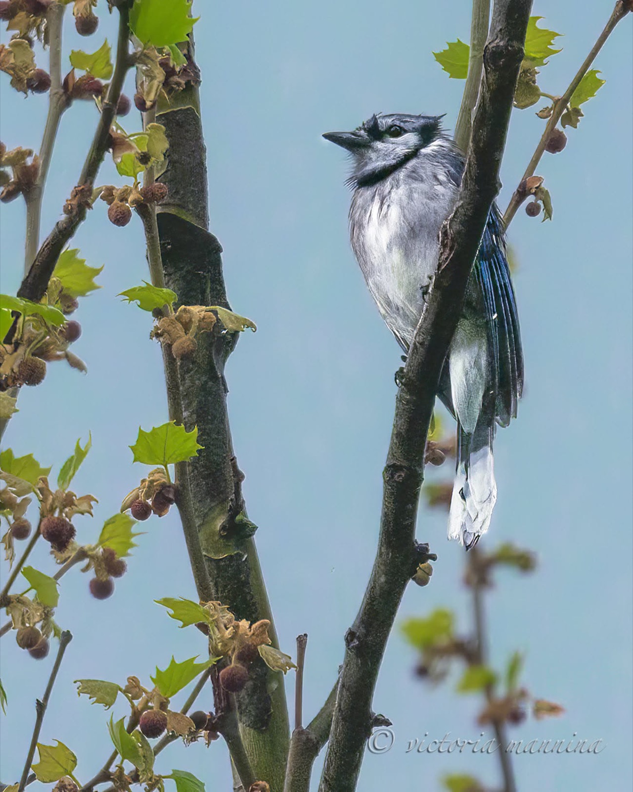 blue jay perched in budding tree against blue sky