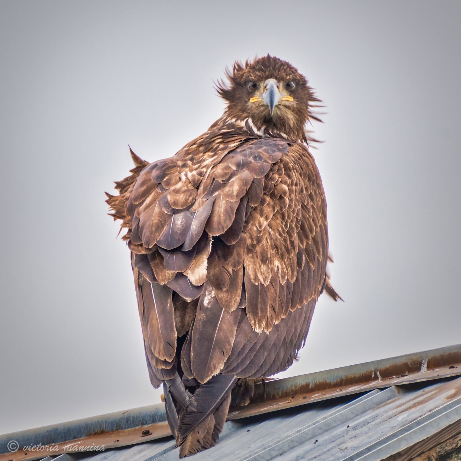 Immature bald eagle perched on metal roof, staring at camera