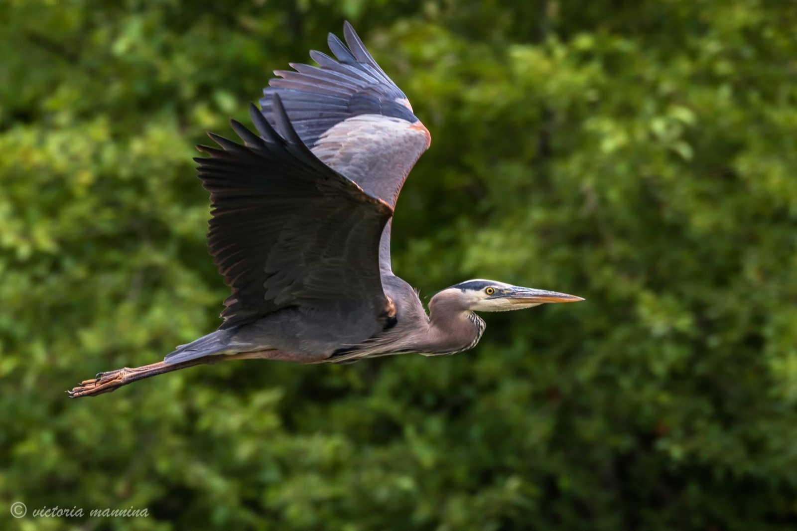 Great blue heron flying with wings spread against green foliage