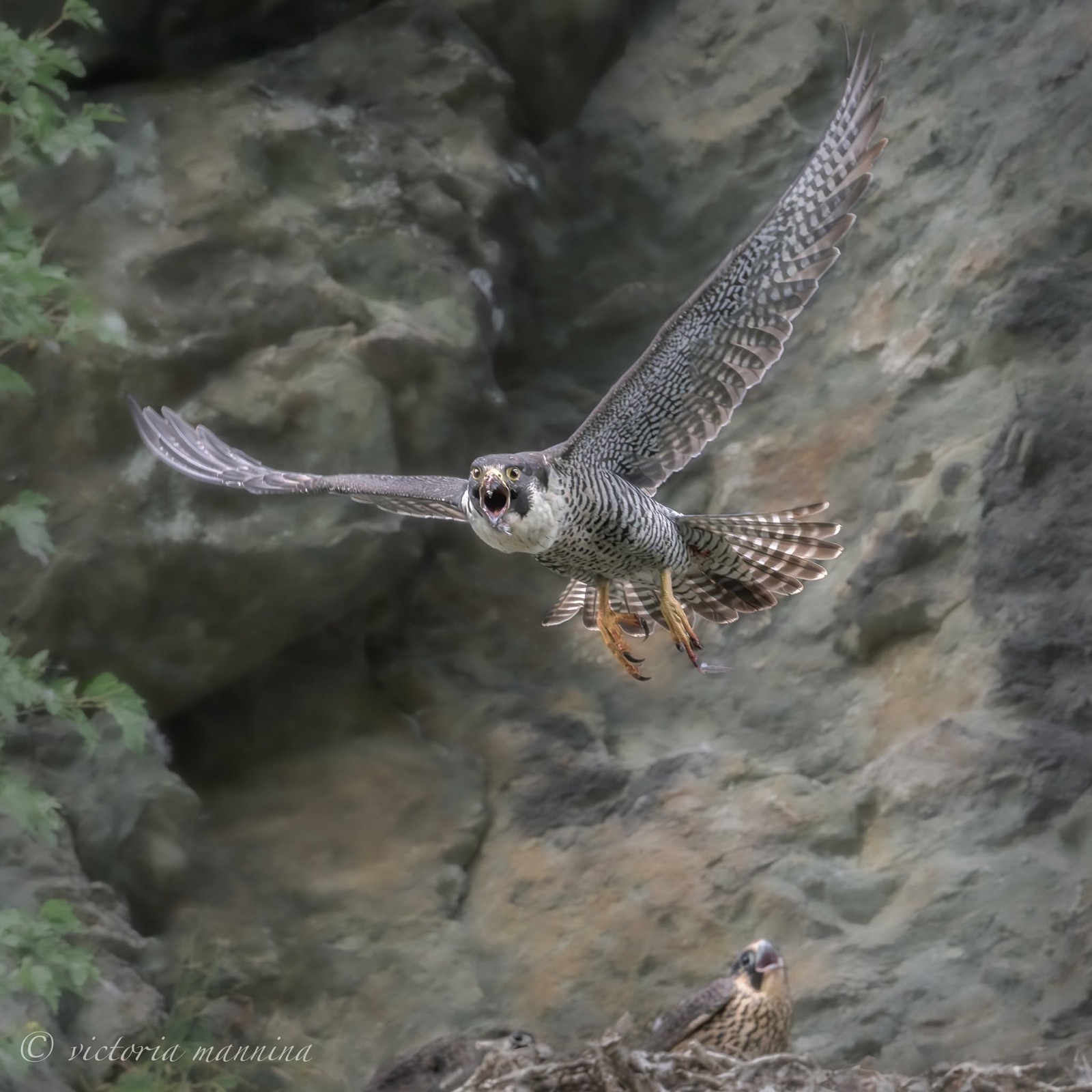 peregrine falcon flying toward camera above cliff nest