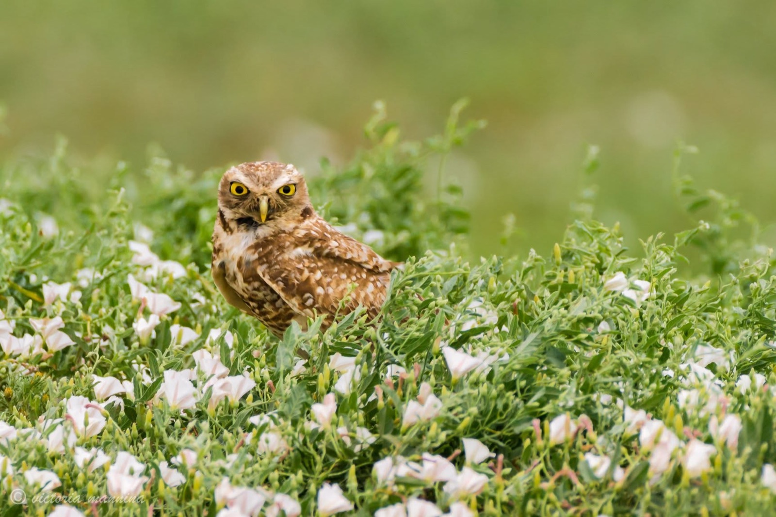 burrowing owl standing amid white morning-glory flowers