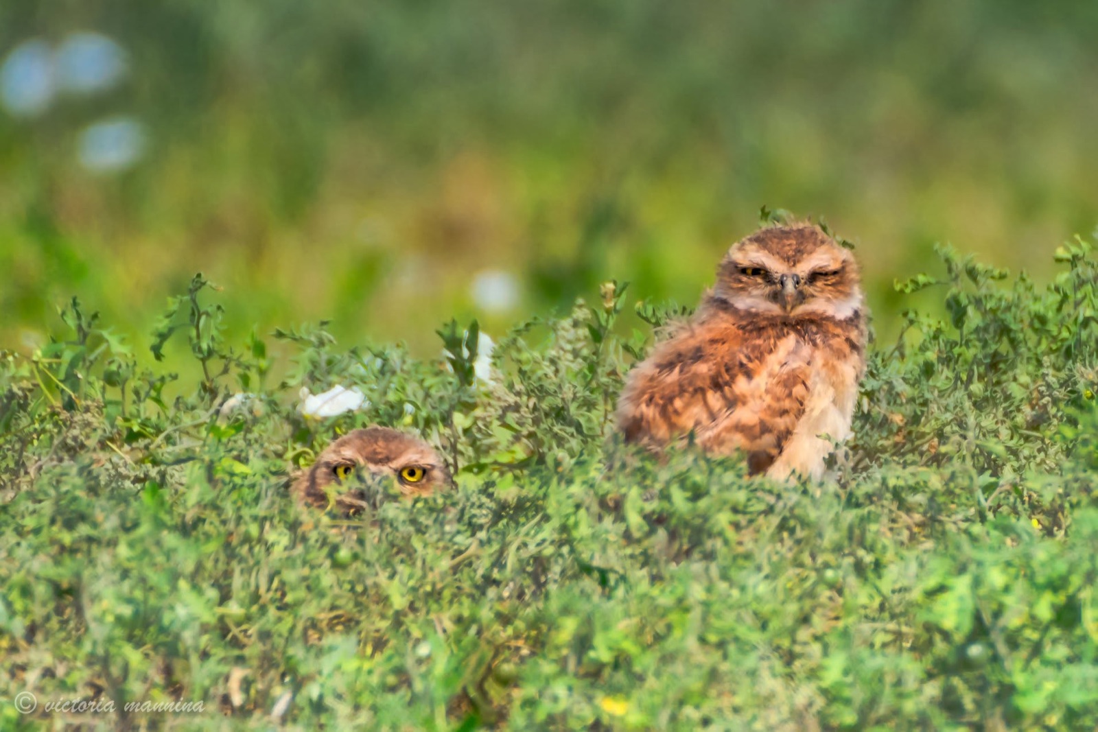 two burrowing owls peeking through green shrubs