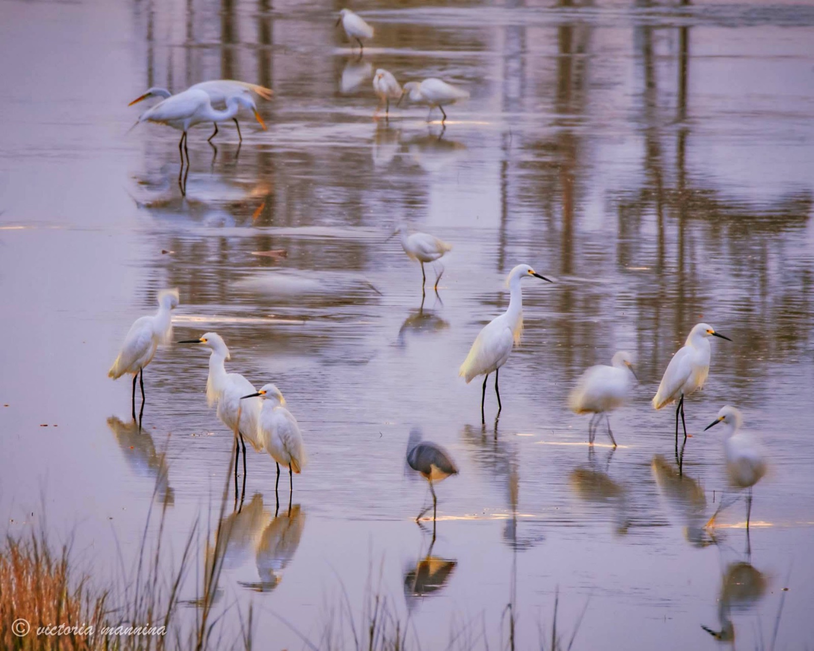many snowy egrets wading in shallow reflective water