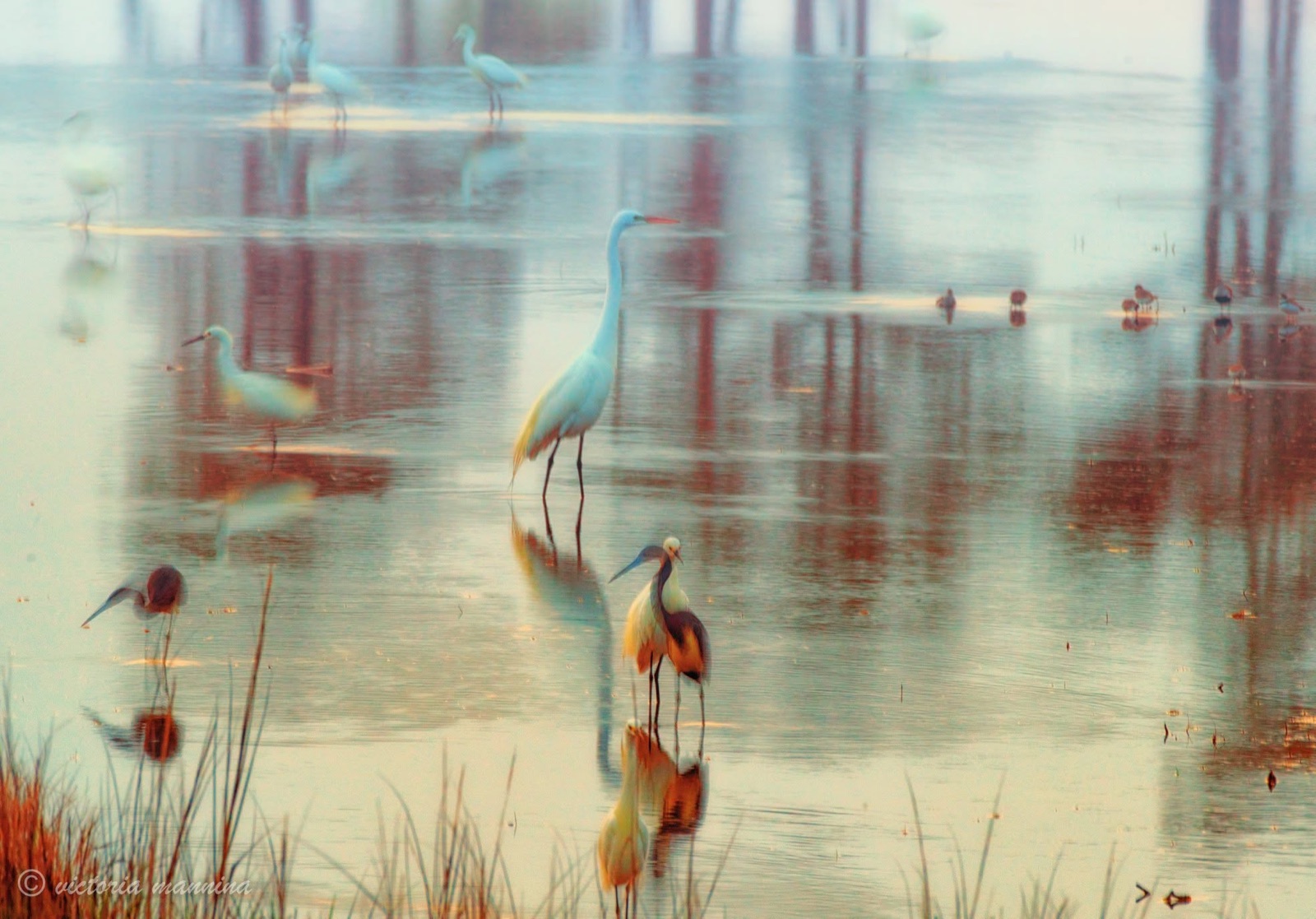 great egret and shorebirds wading in tinted water