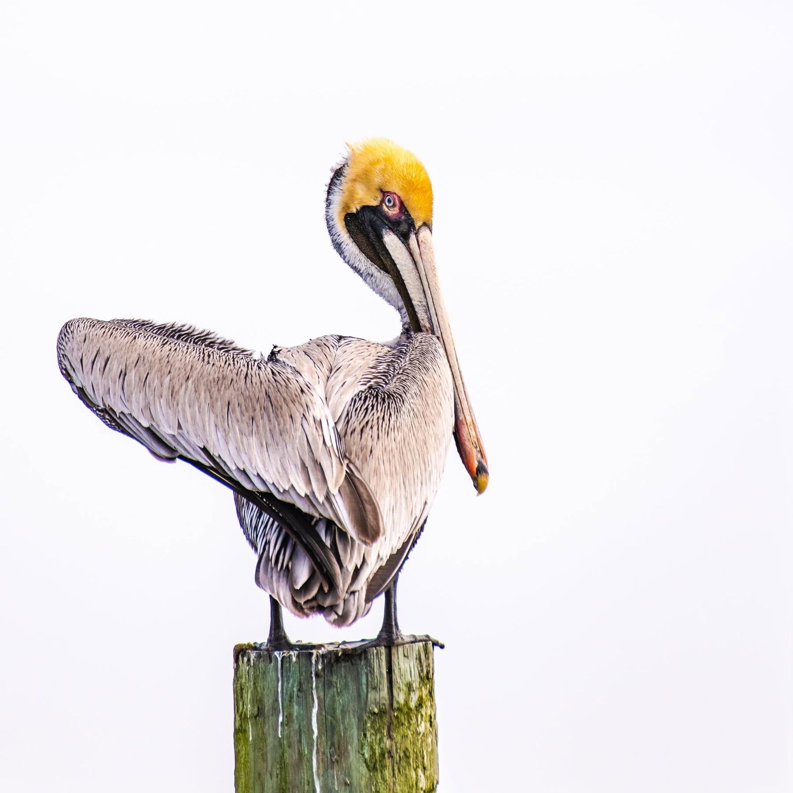 Brown pelican standing atop a wooden piling
