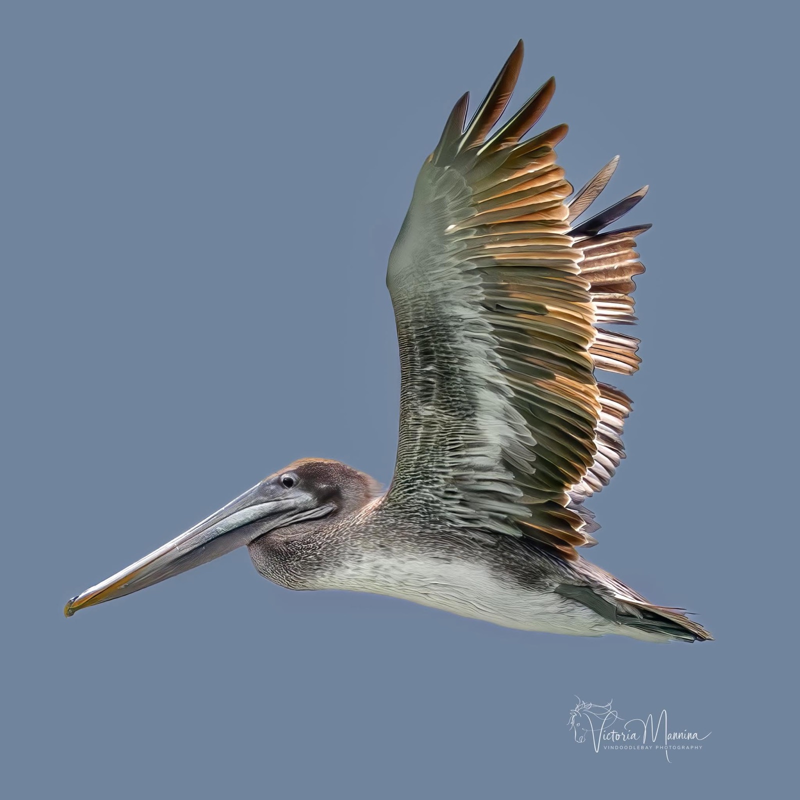 Brown pelican gliding against a blue sky