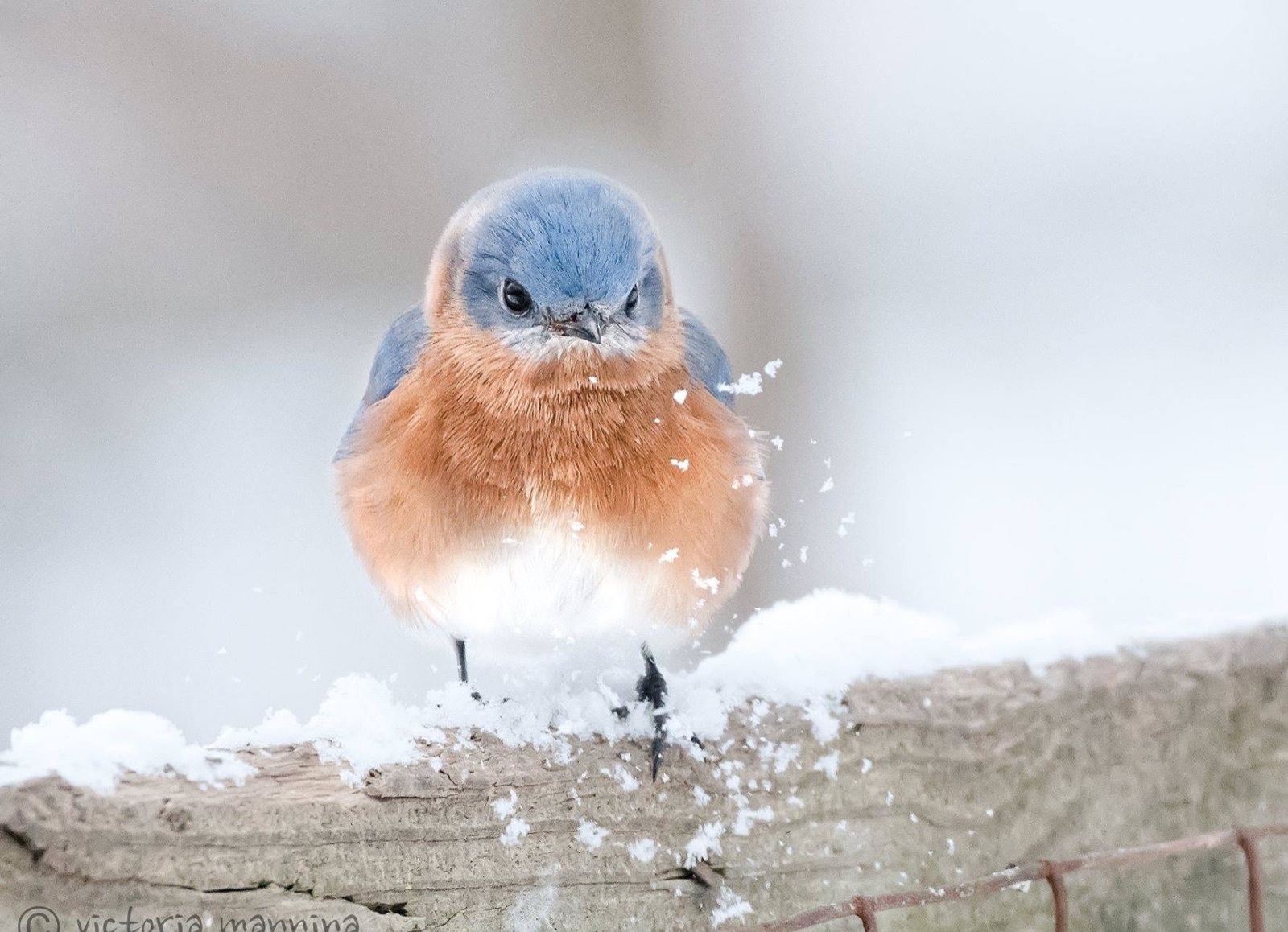 Eastern bluebird perched on snowy wooden rail with falling snow