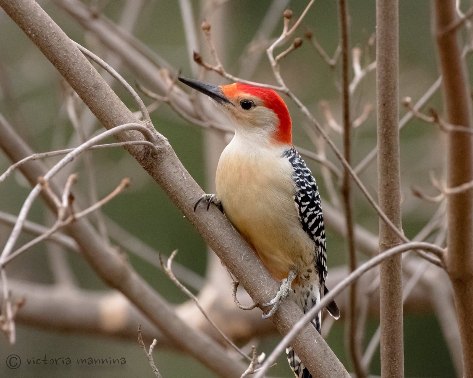 Red-bellied woodpecker perched among bare tangled branches