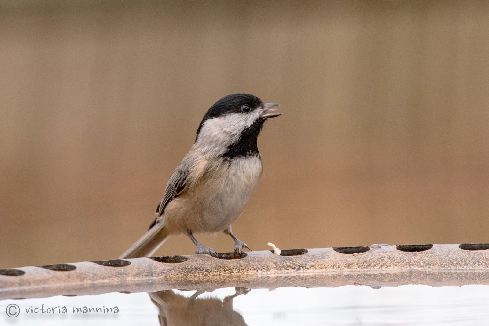 Black-capped chickadee perched on rail, beak open with food bit