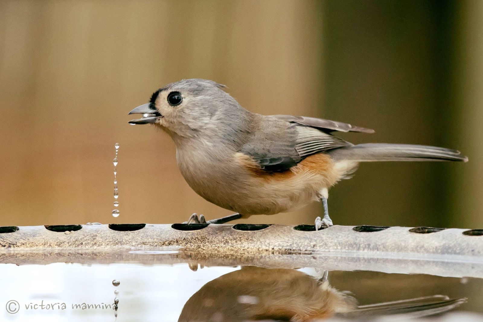 Tufted titmouse drinking water, droplet falling