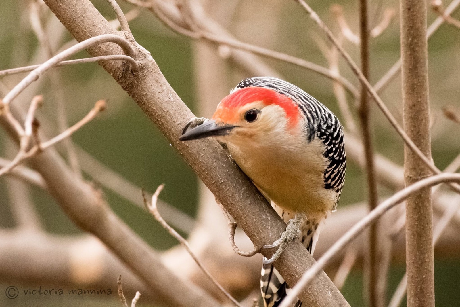 Red-bellied woodpecker gripping a bare branch