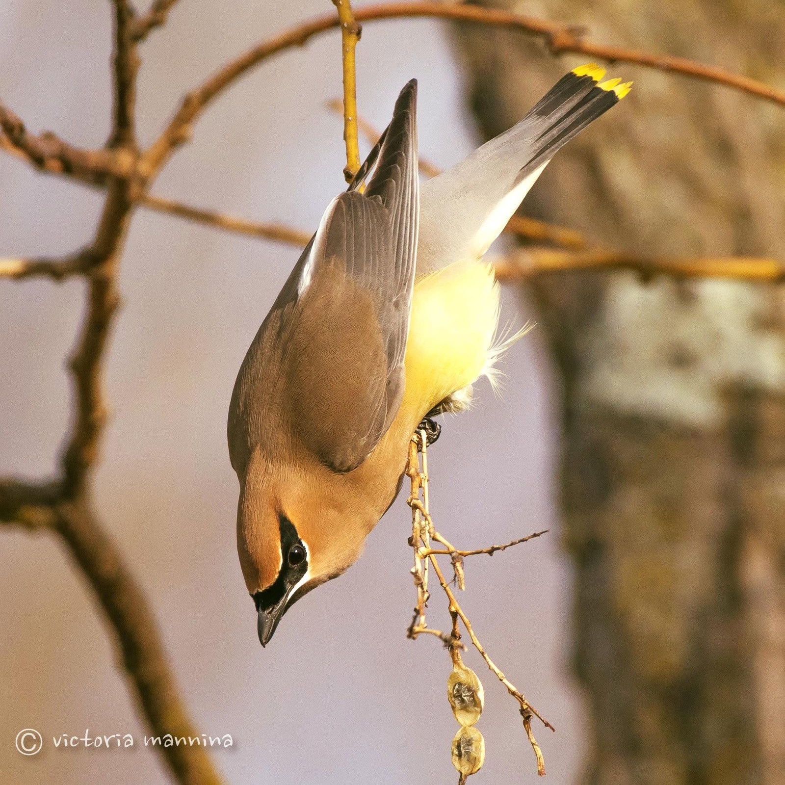 Cedar waxwing hanging upside down eating berries
