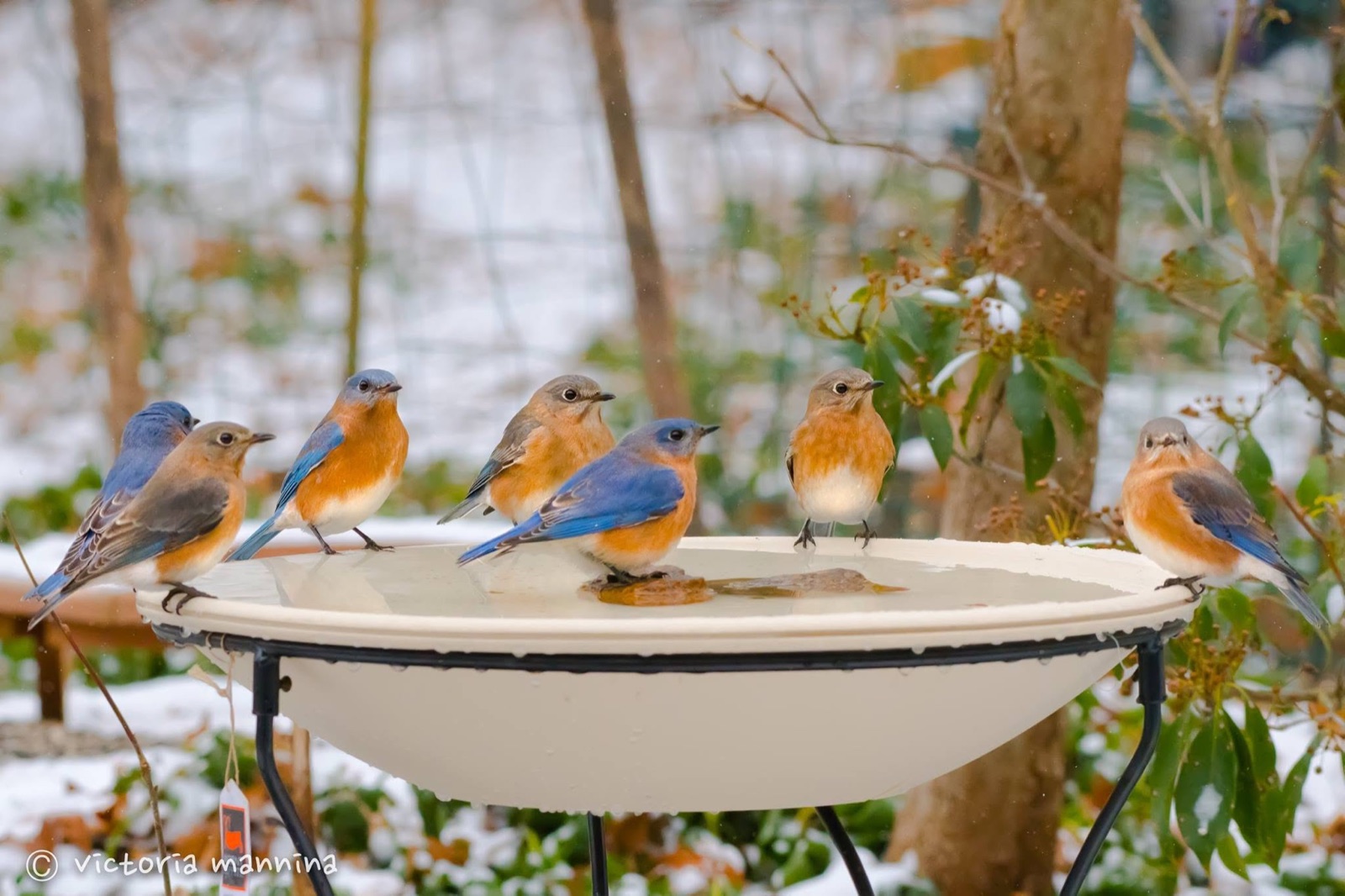 six eastern bluebirds perched on a birdbath in snow