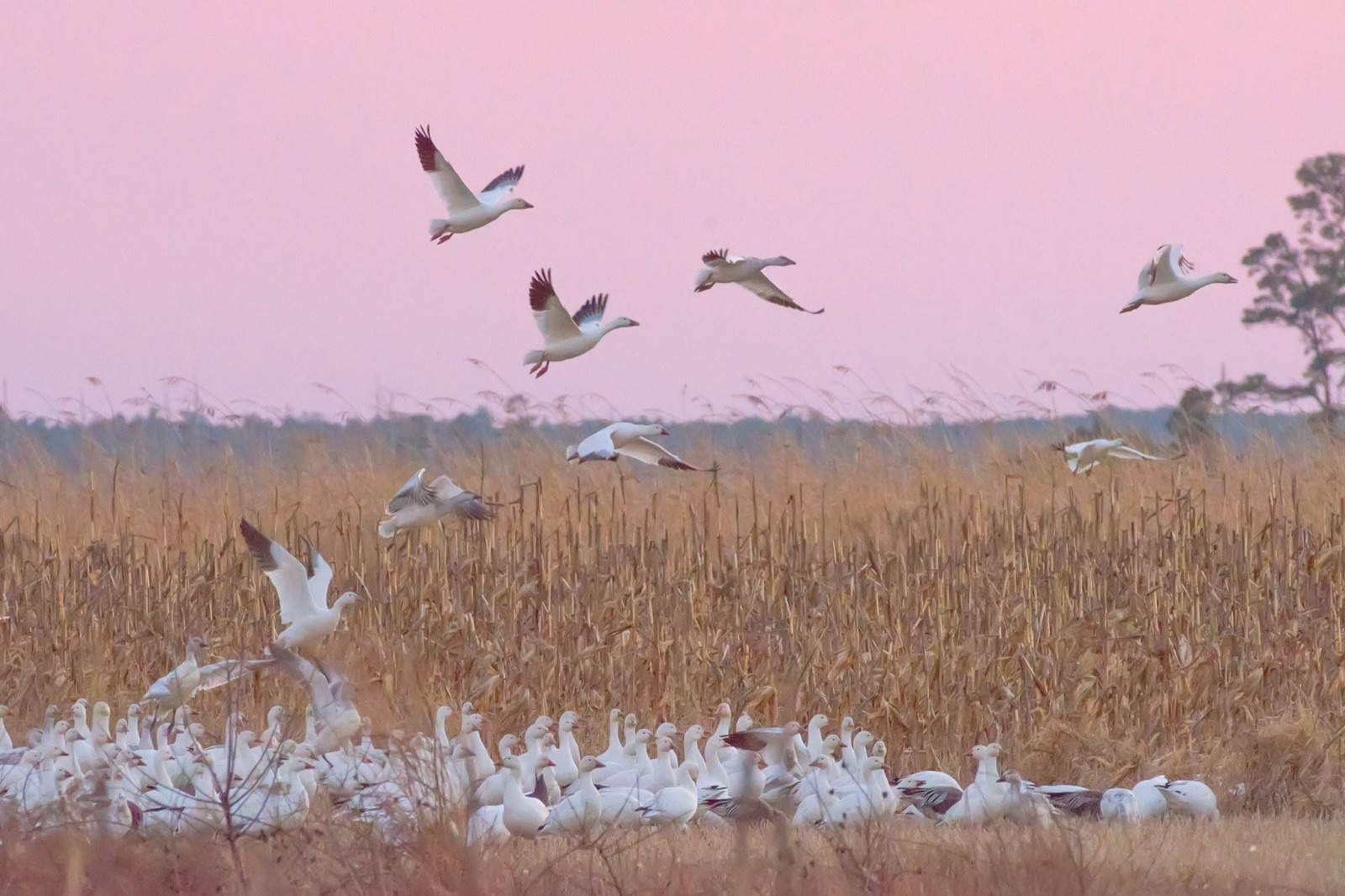 snow geese flying and resting in cornfield at dawn
