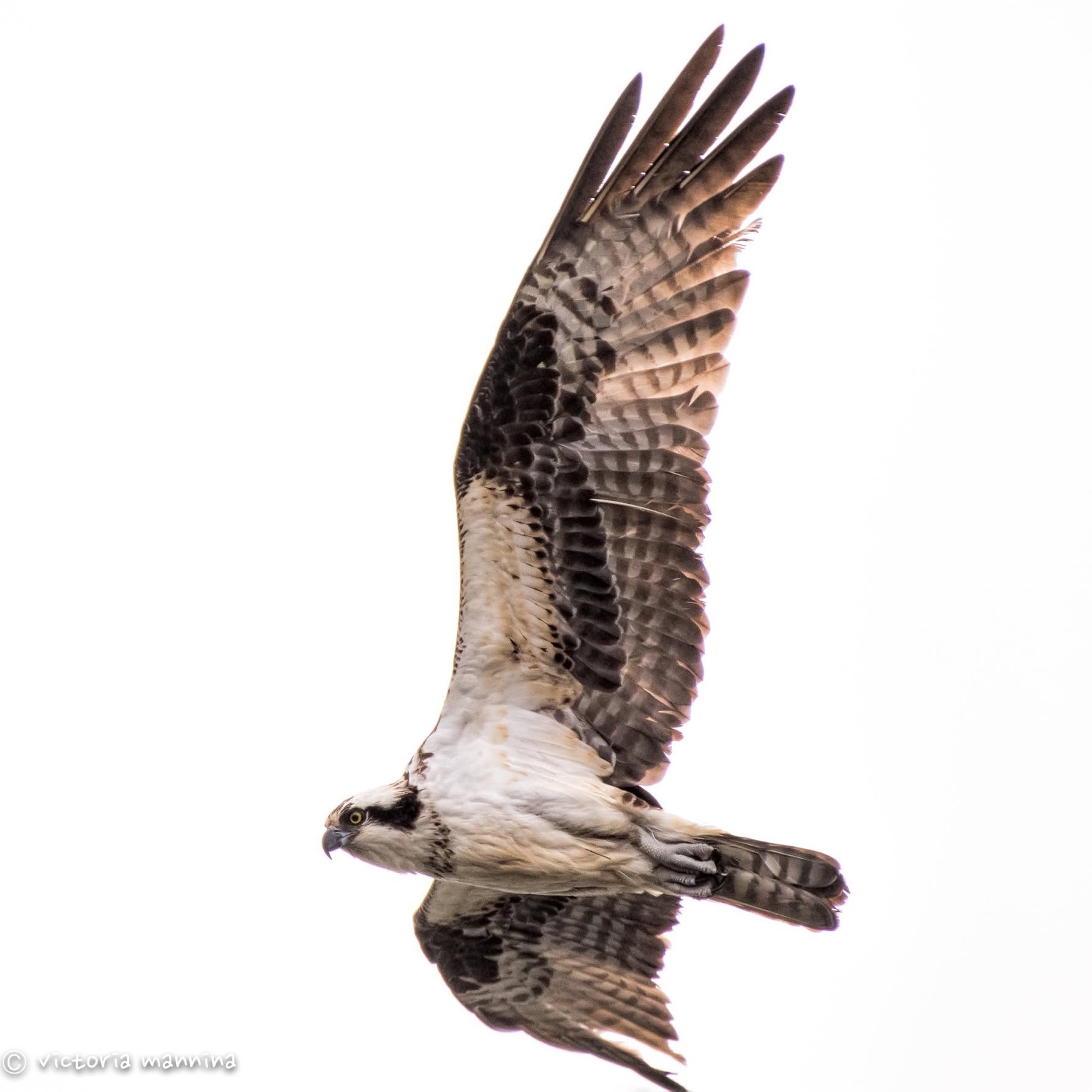 Osprey flying with wings raised against white sky