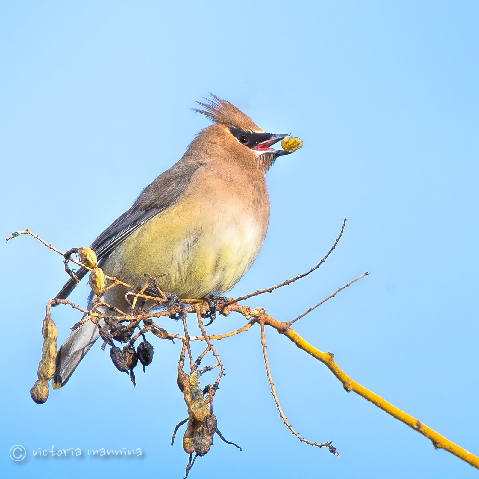 Cedar waxwing holding a berry in its beak