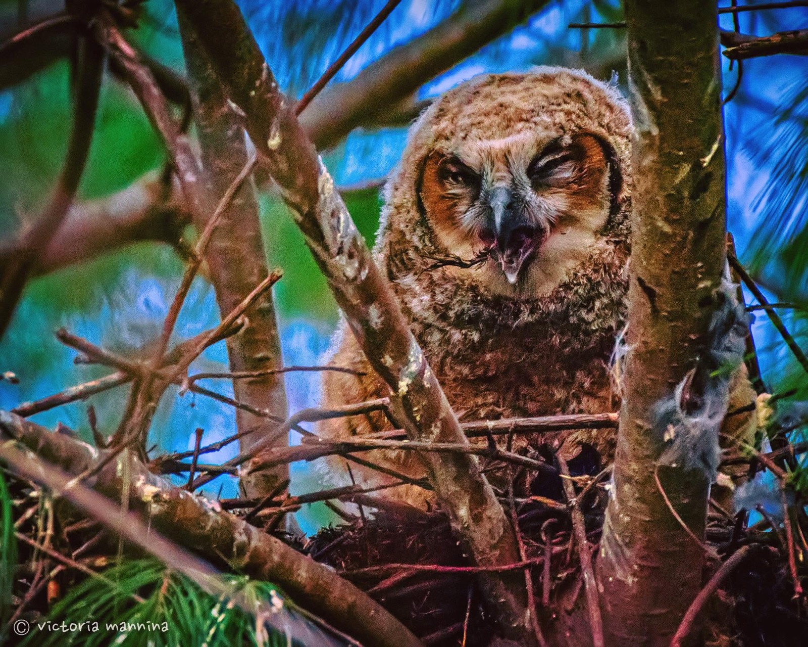 Great horned owlet calling out from nest
