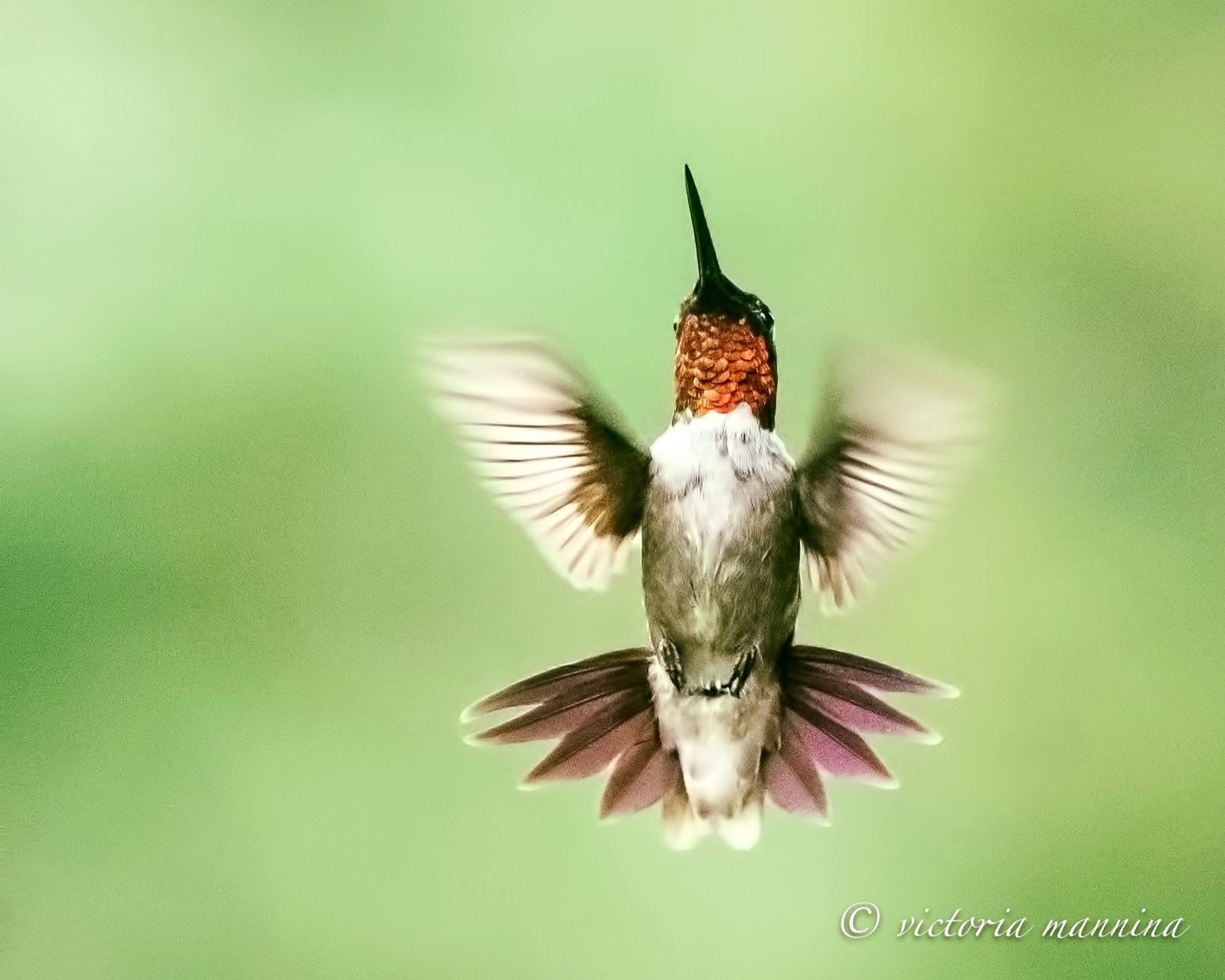 Ruby-throated hummingbird hovering with wings blurred
