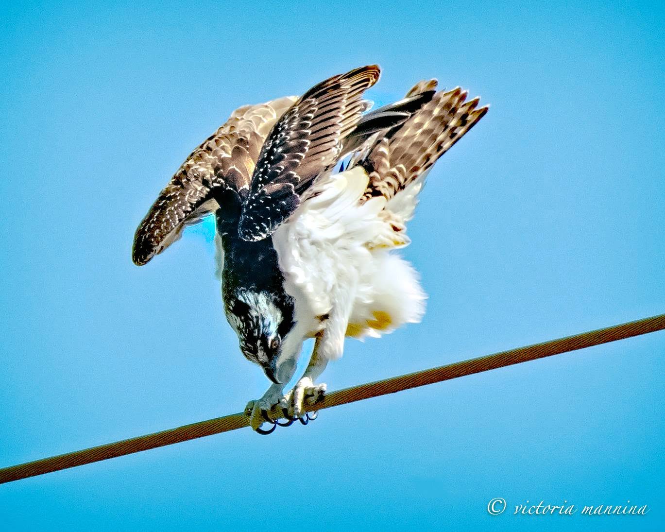 Osprey landing on a power line, wings raised