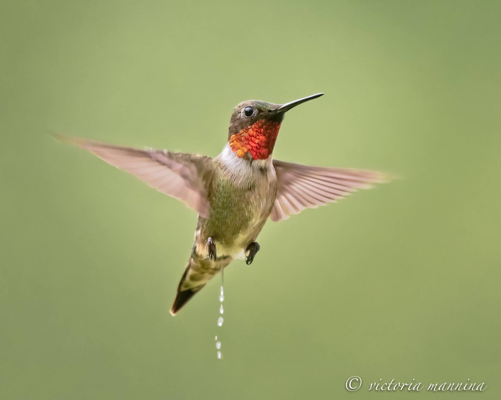 Hummingbird in flight shedding water droplets