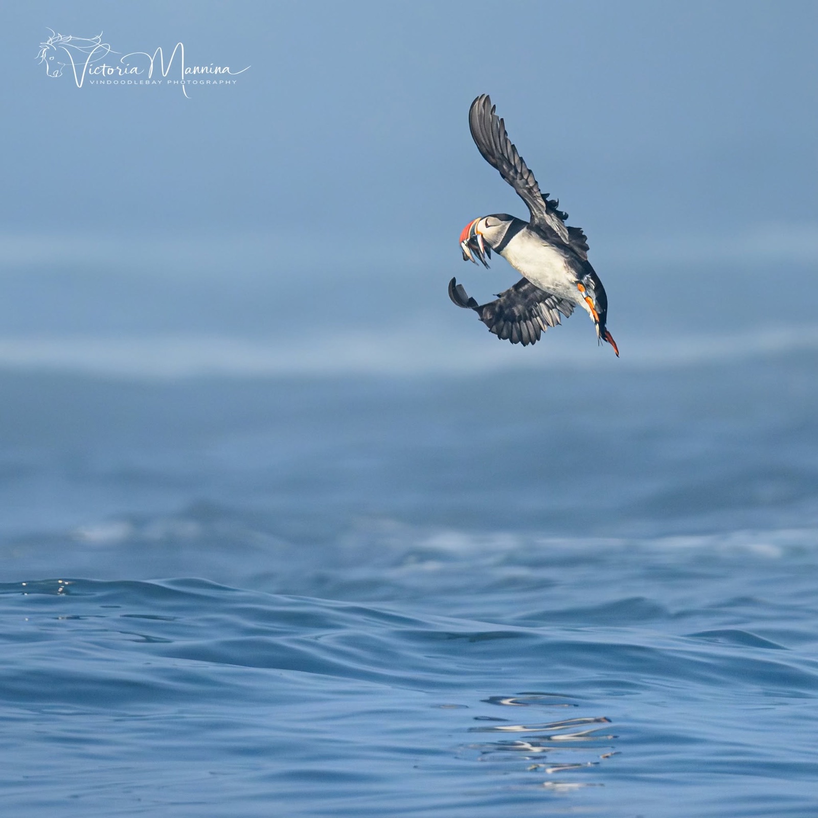 Puffin in flight holding a fish, wings fully spread