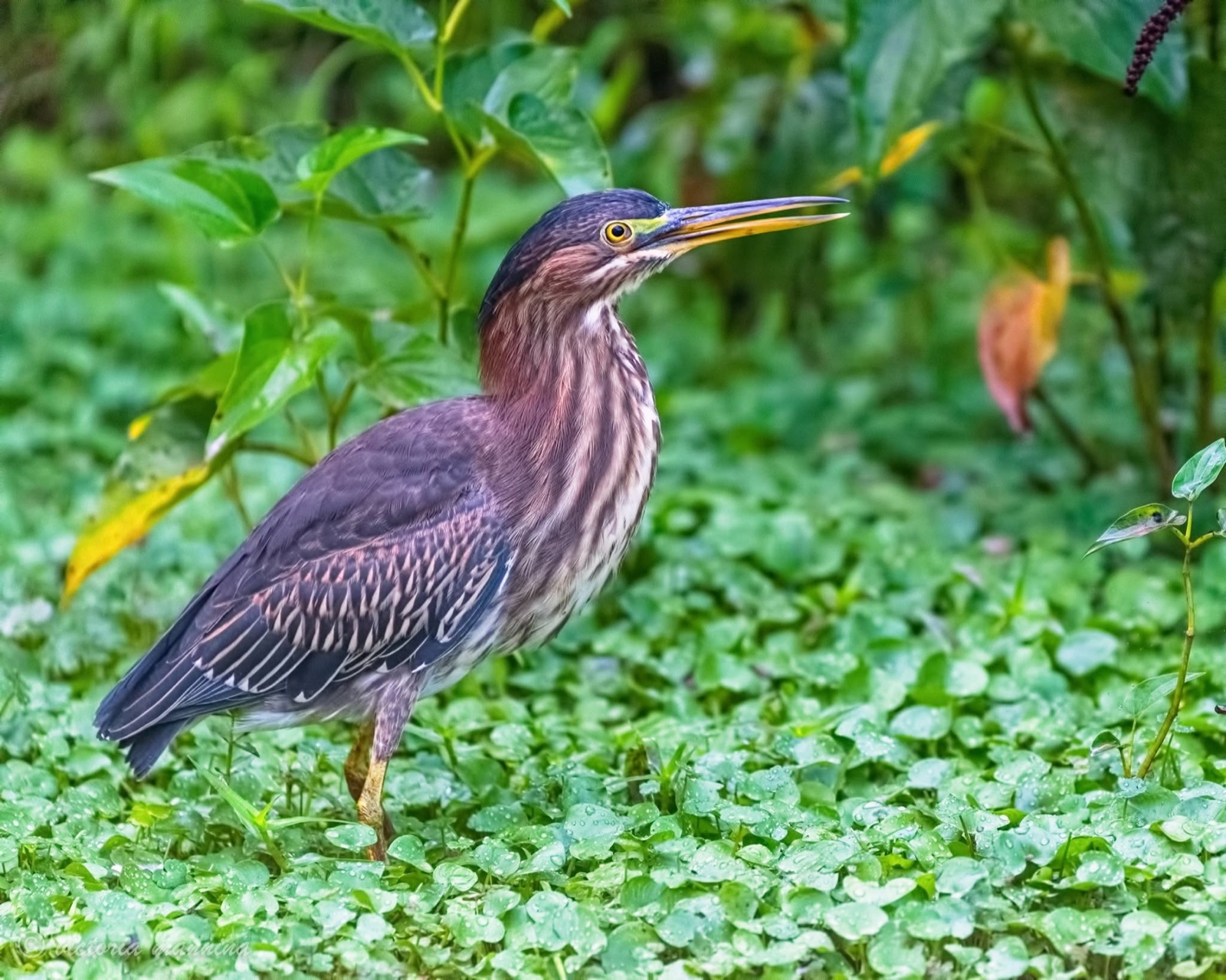 Green heron standing amid dew-covered ground cover