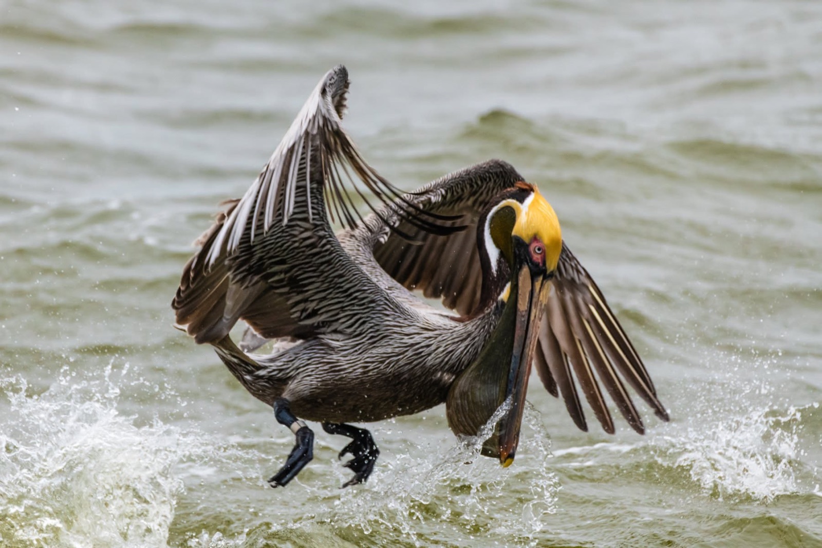 Brown pelican landing in the surf with wings spread