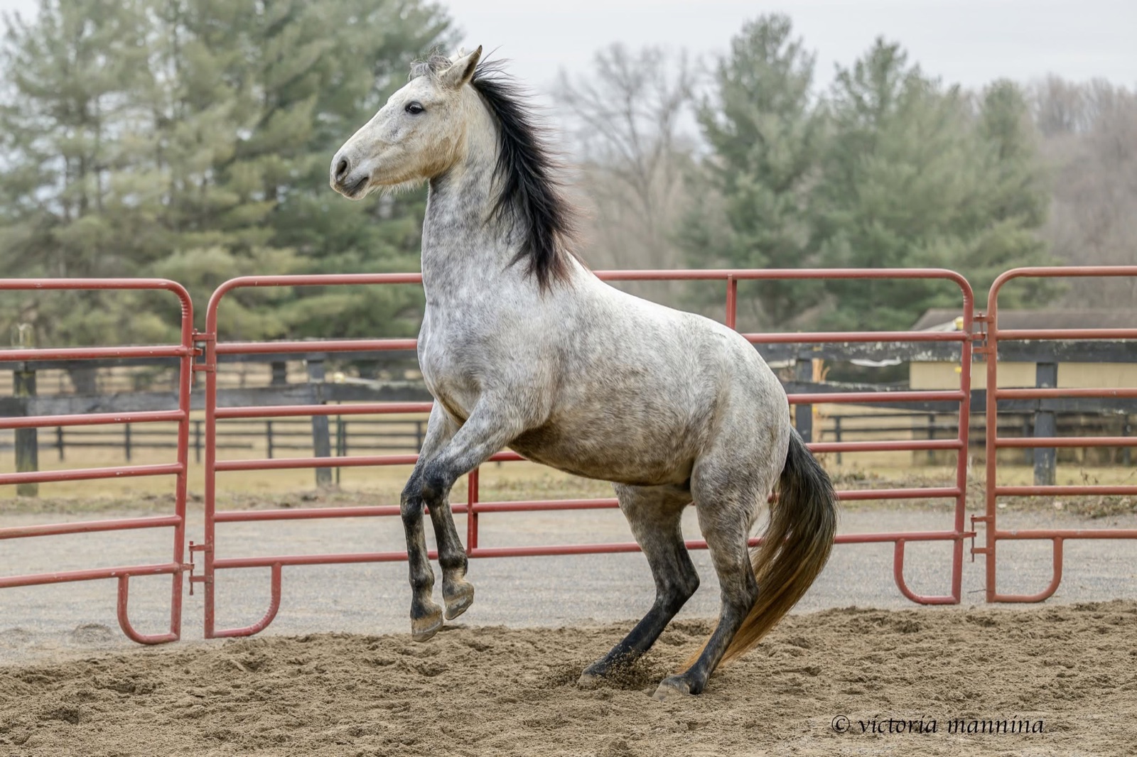 dapple grey horse rearing up on its hind legs