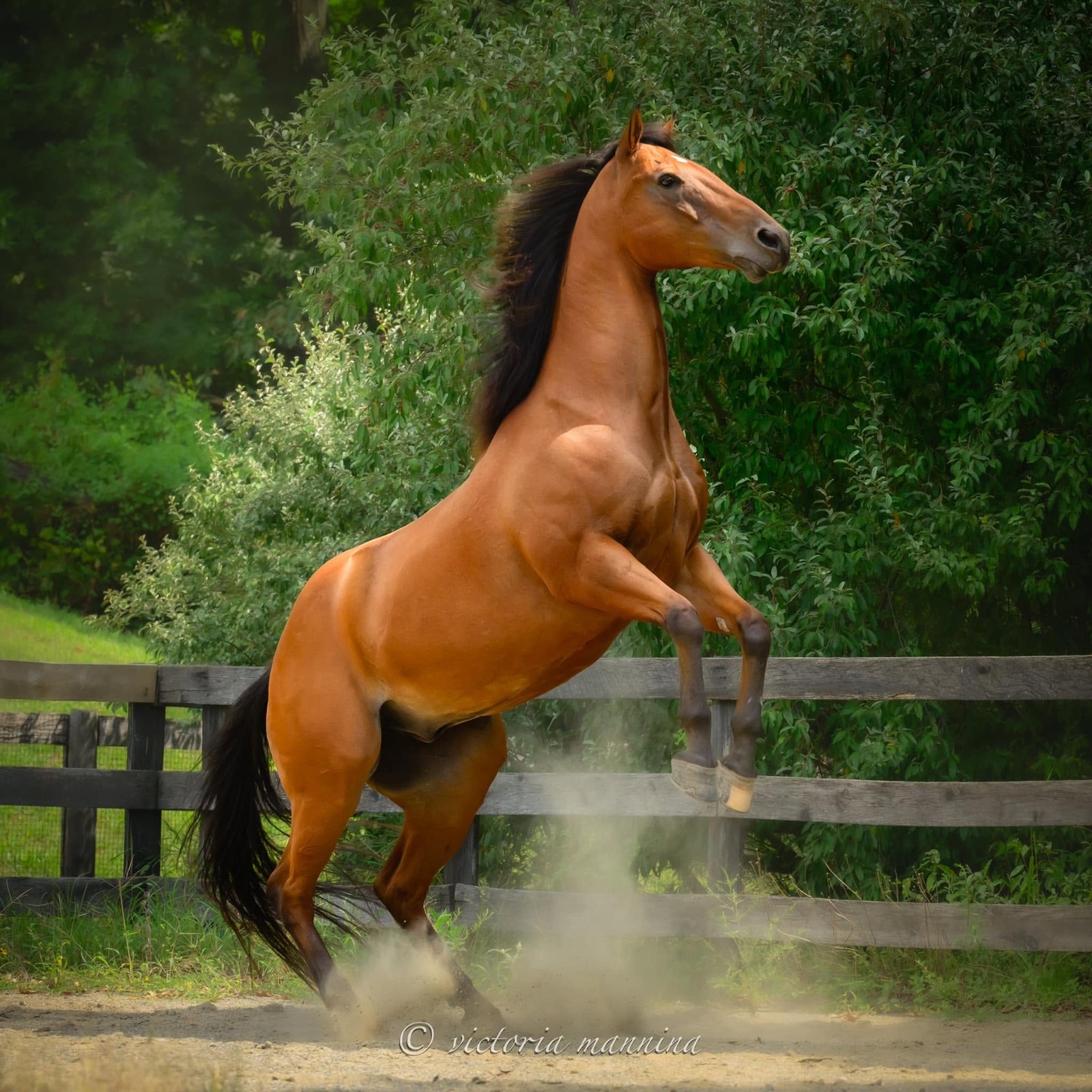 bay horse rearing on hind legs in a paddock