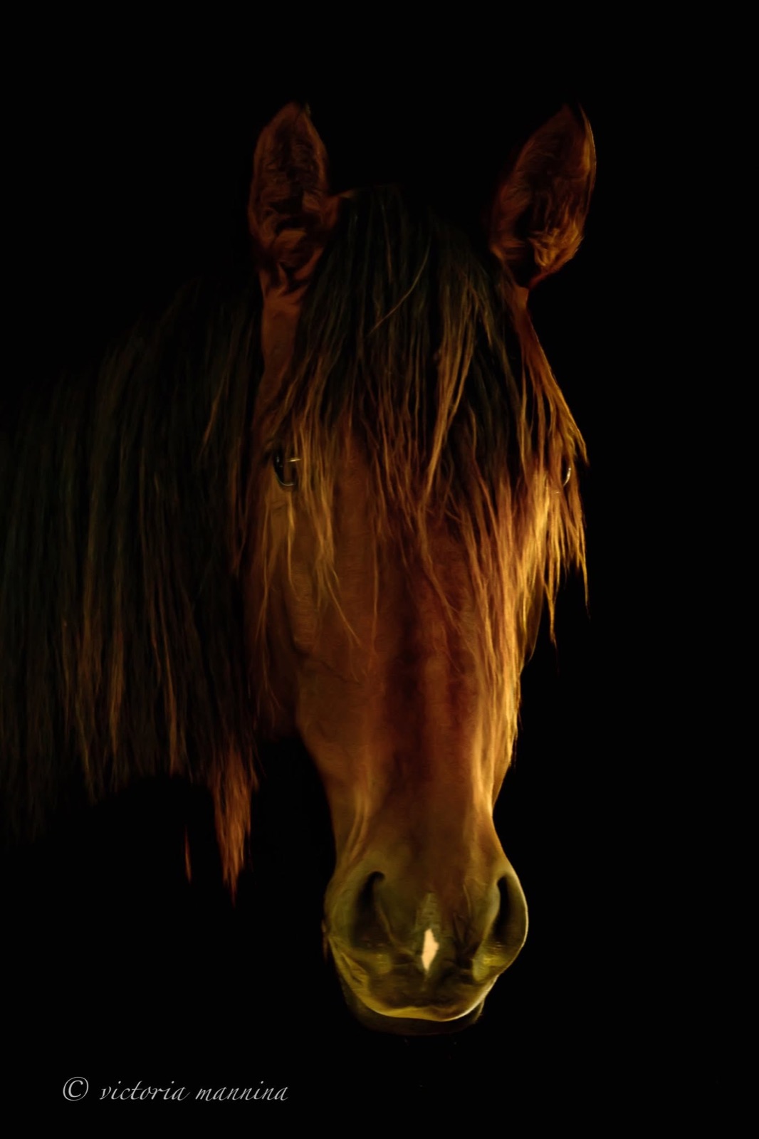Horse's face lit dramatically against black background