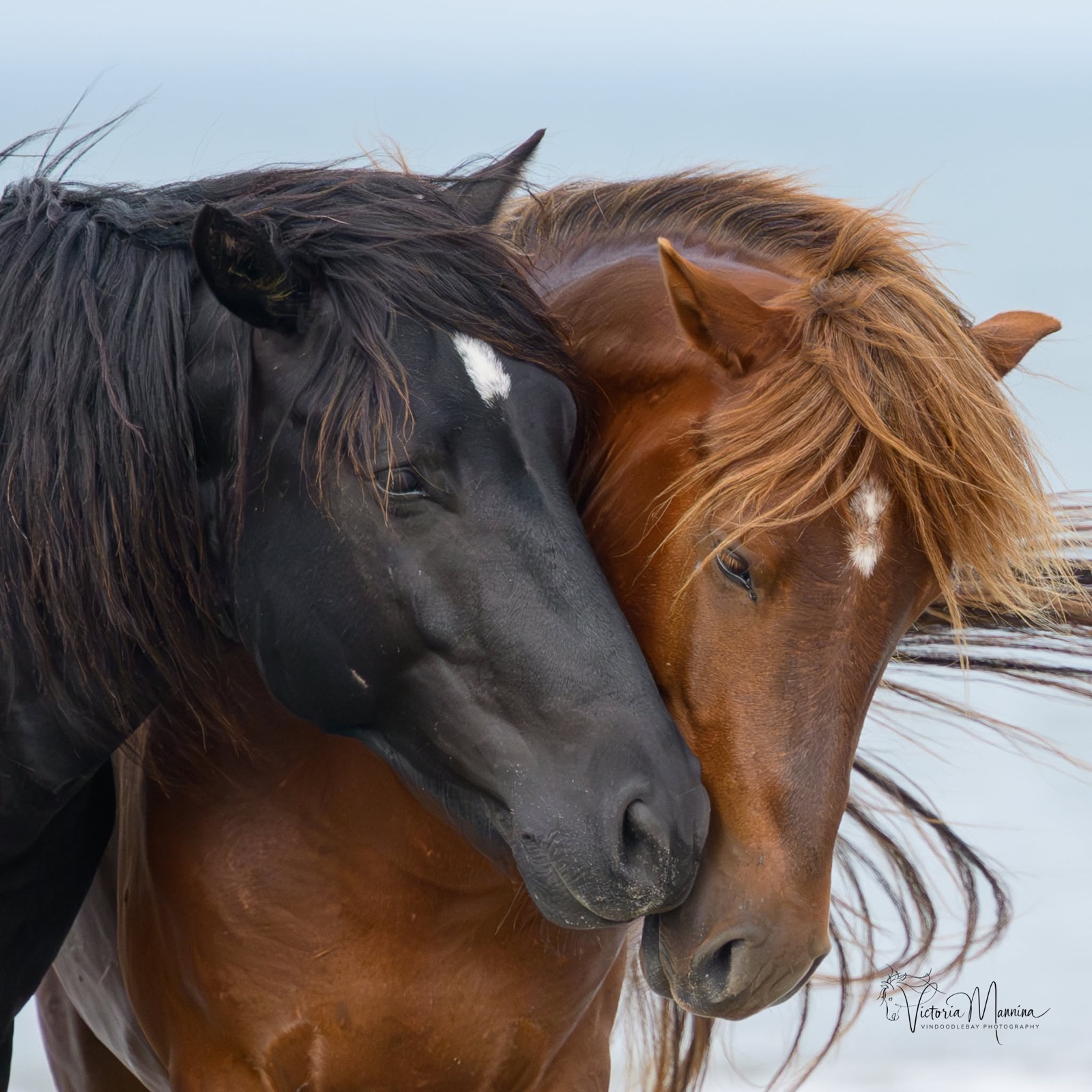 Black horse and chestnut horse nuzzling heads