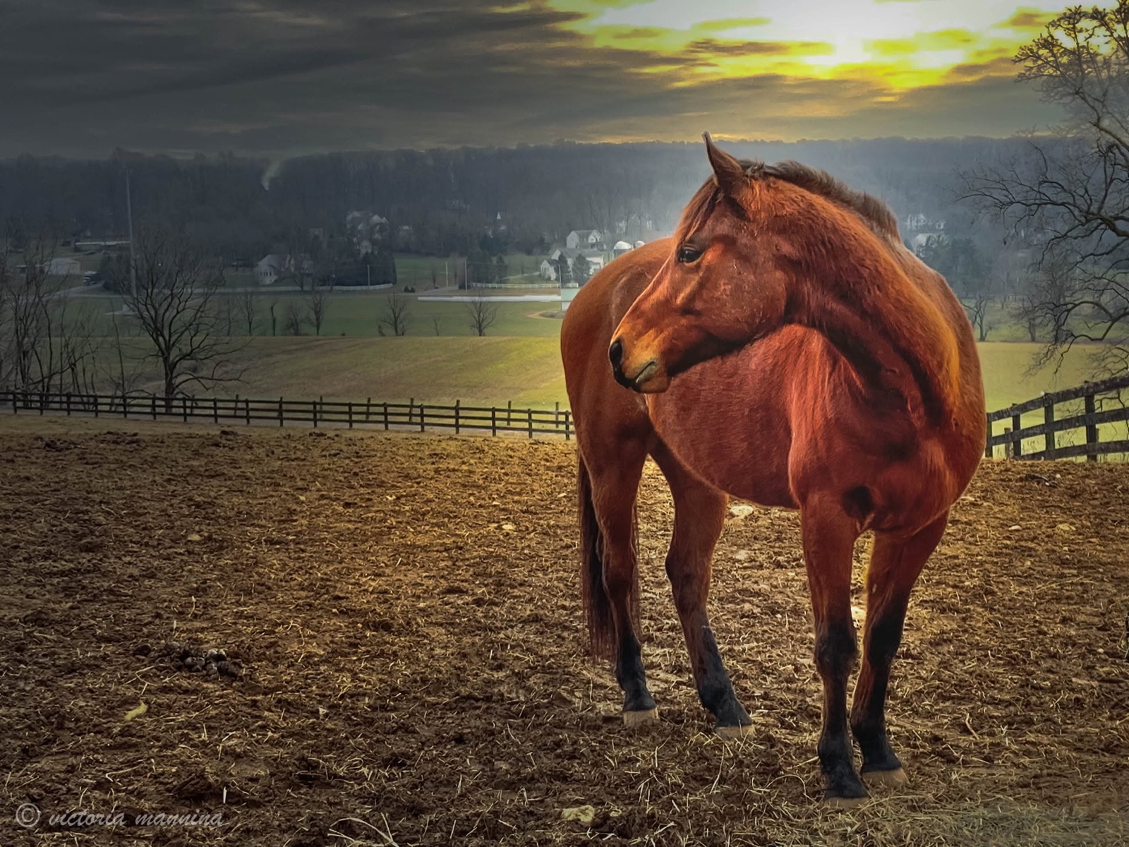 Bay horse standing in a muddy pasture under a dramatic sky