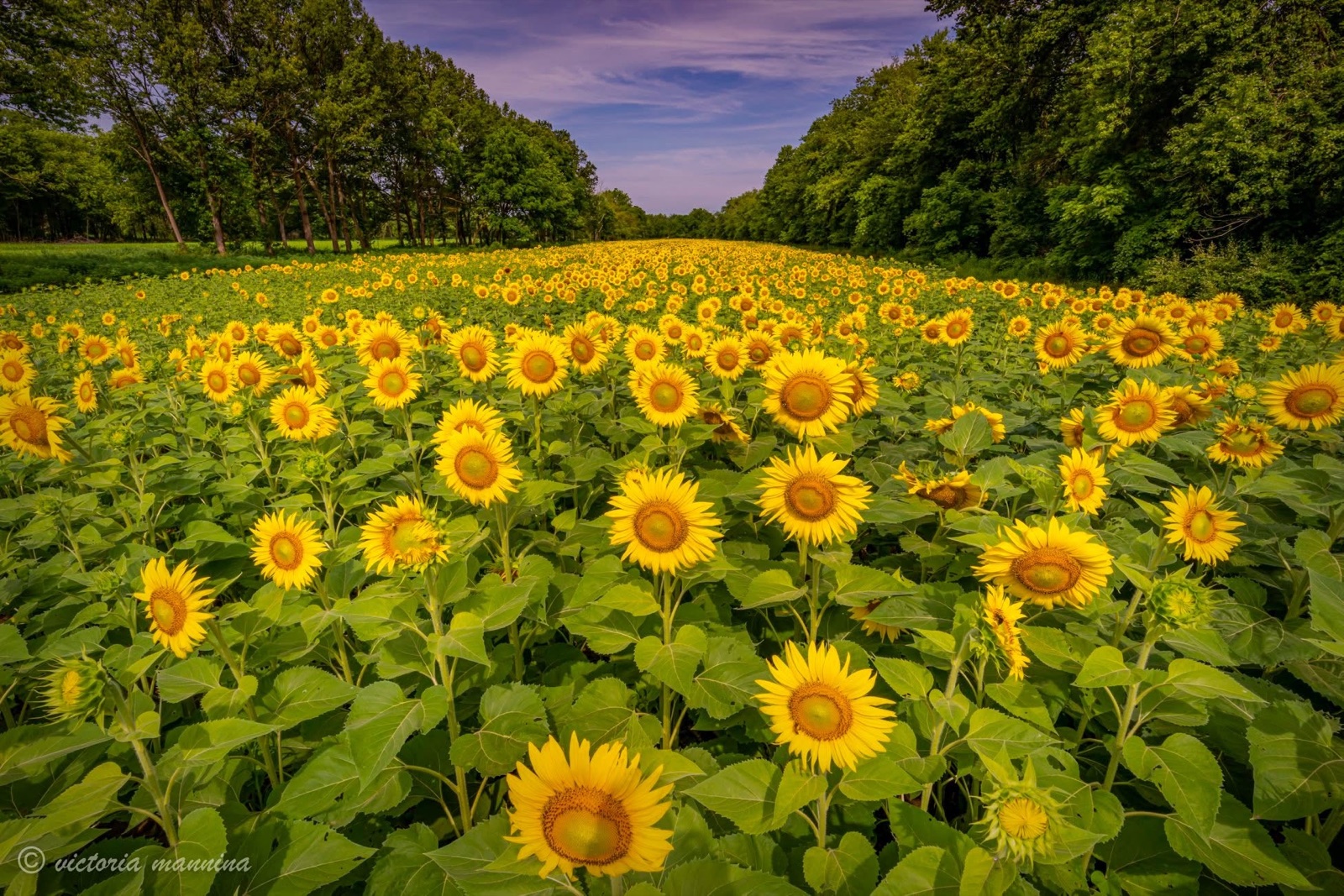 Rows of blooming sunflowers under a purple evening sky