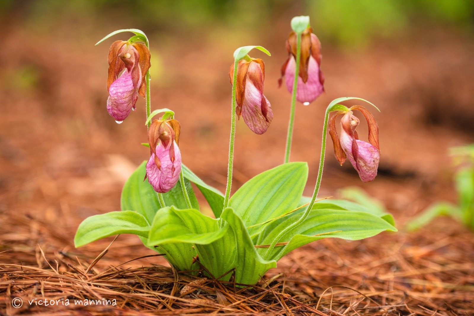 Cluster of pink lady's slipper orchids on forest floor