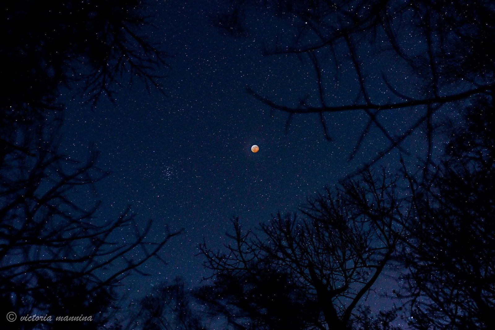 reddish eclipsed moon in starry sky framed by branches