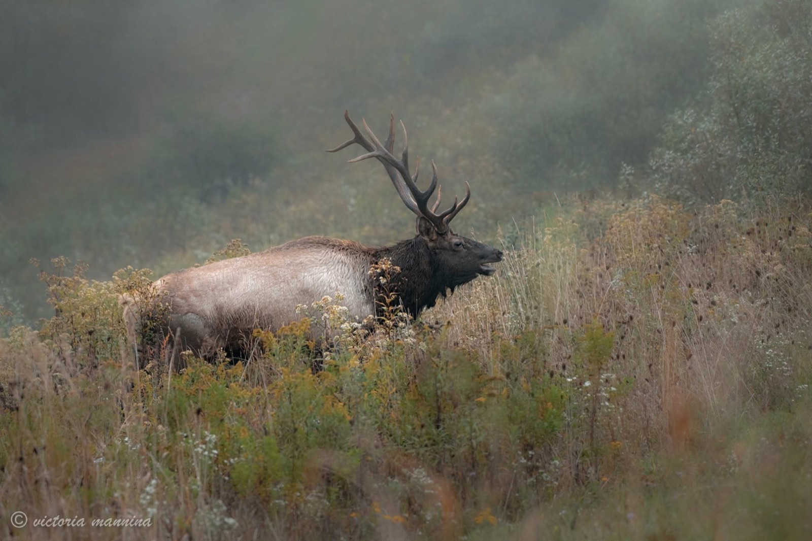 bull elk with large antlers bugling in foggy meadow